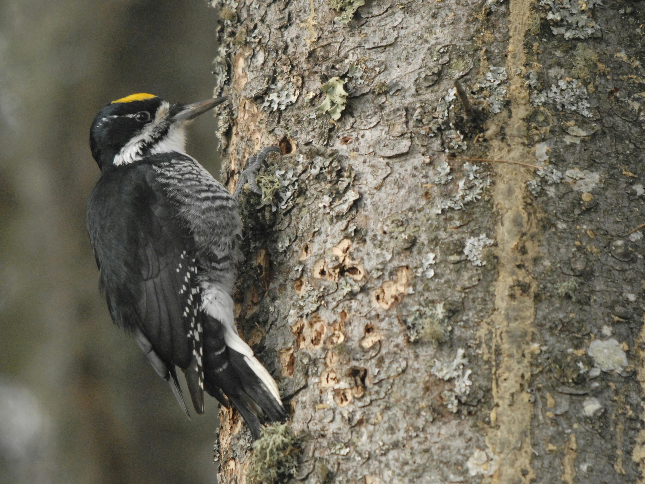 Black-backed woodpecker, male