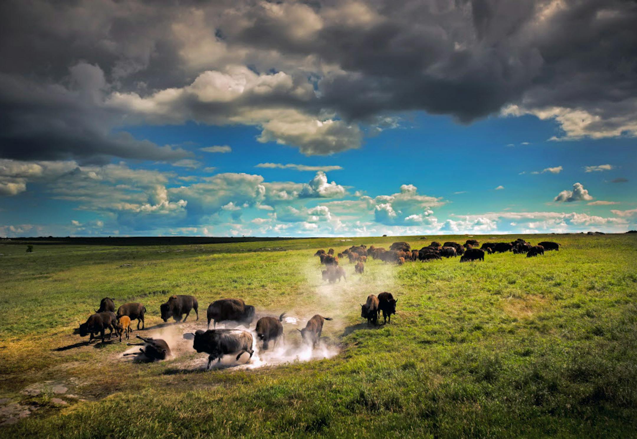 Most Minnesota prairies have been put under the plow, and lost forever. Here, bison at Blue Mounds State Park wallow in a dust bowl to keep cool and rid themselves of pesky bugs during the hot summer months. Are state official prepared to forestall still more environmental changes that threaten further losses of state grasslands in coming years? ORG XMIT: MIN1509232003080746