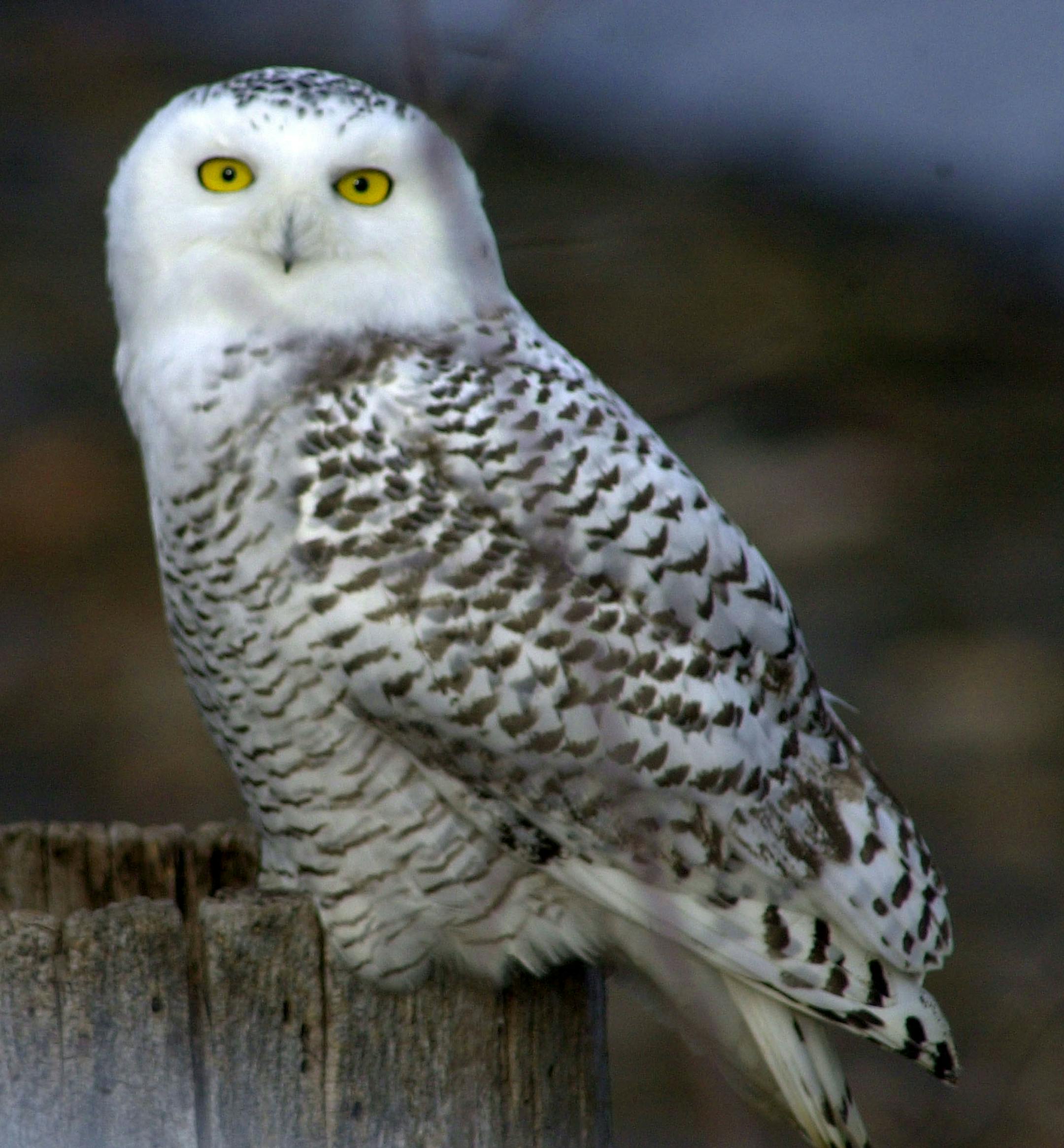 A snowy owl looks for prey from a perch above Lake Champlain in Milton, Vt., Monday, Nov. 19, 2001. (AP Photo/Rob Swanson) ORG XMIT: VTRS102
