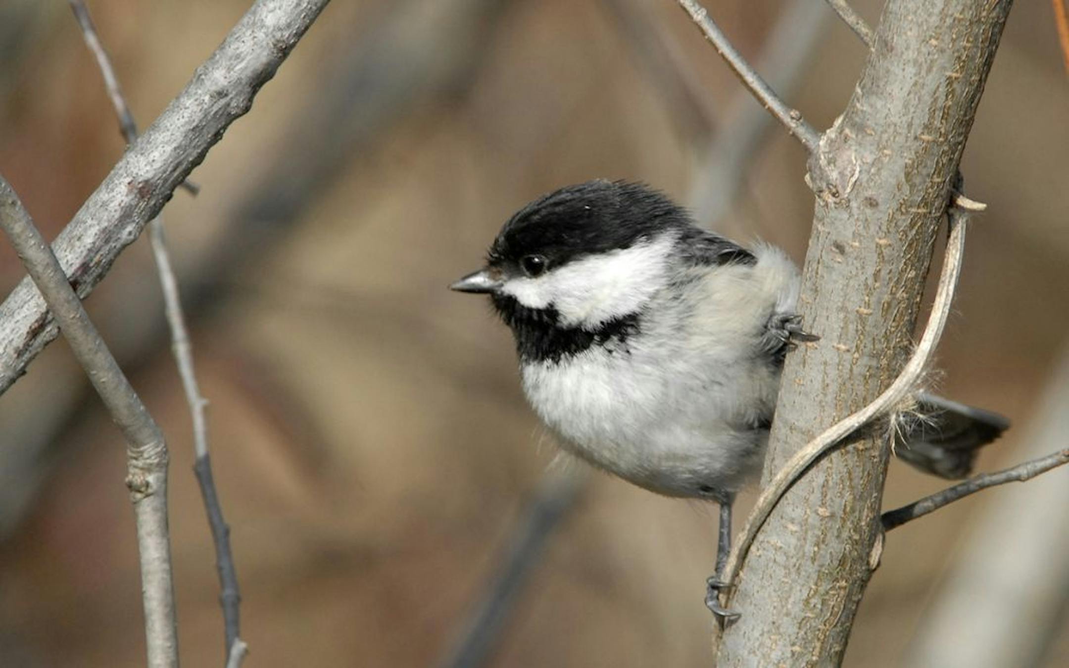 A black-capped chickadee, all bright eyes and strong feet, approaches life with boundless curiosity.