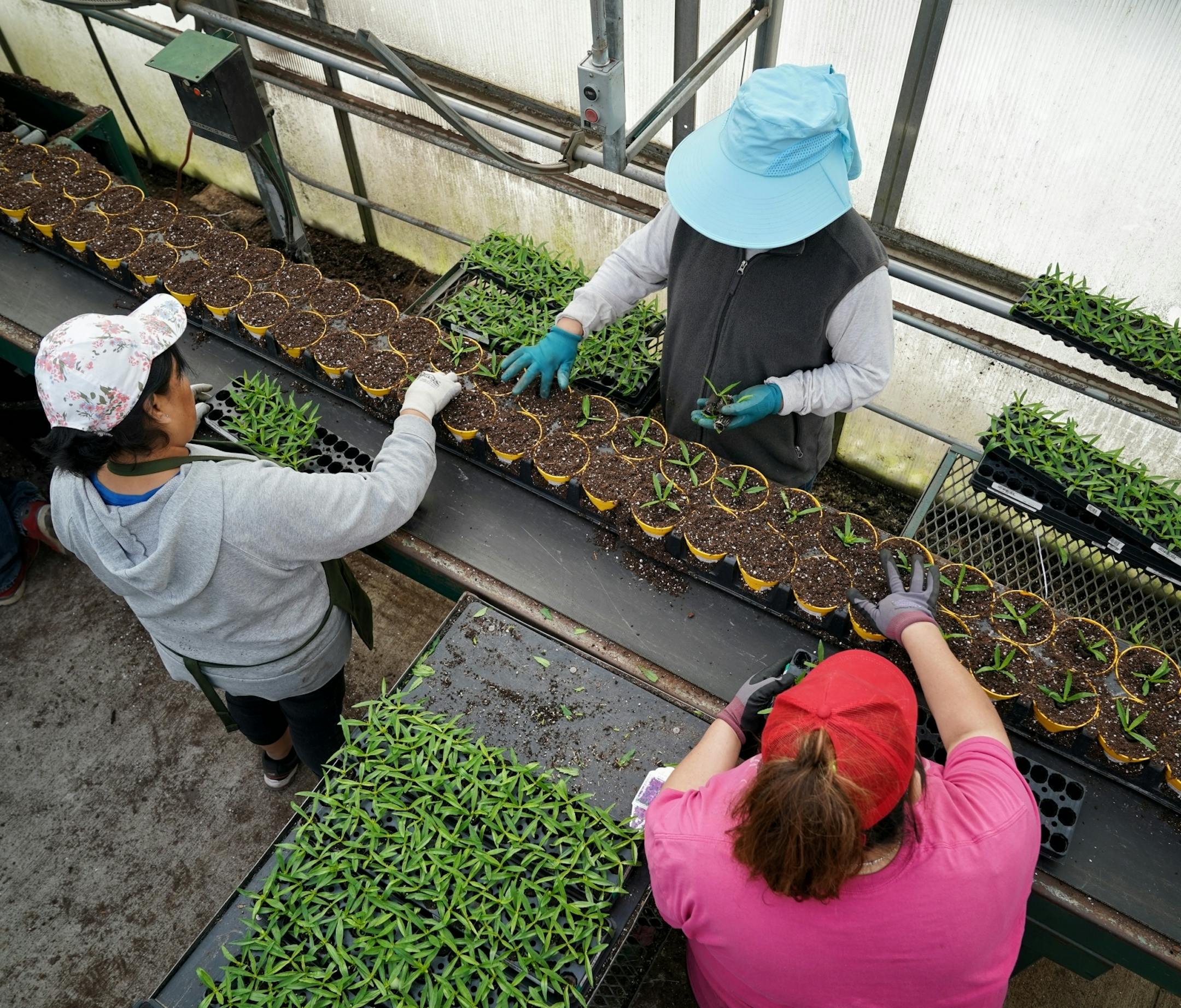 Dark purple angelonia seedlings are transplanted to larger pots. Preparations are underway at Pahl's Market and Greenhouse for the spring planting season.