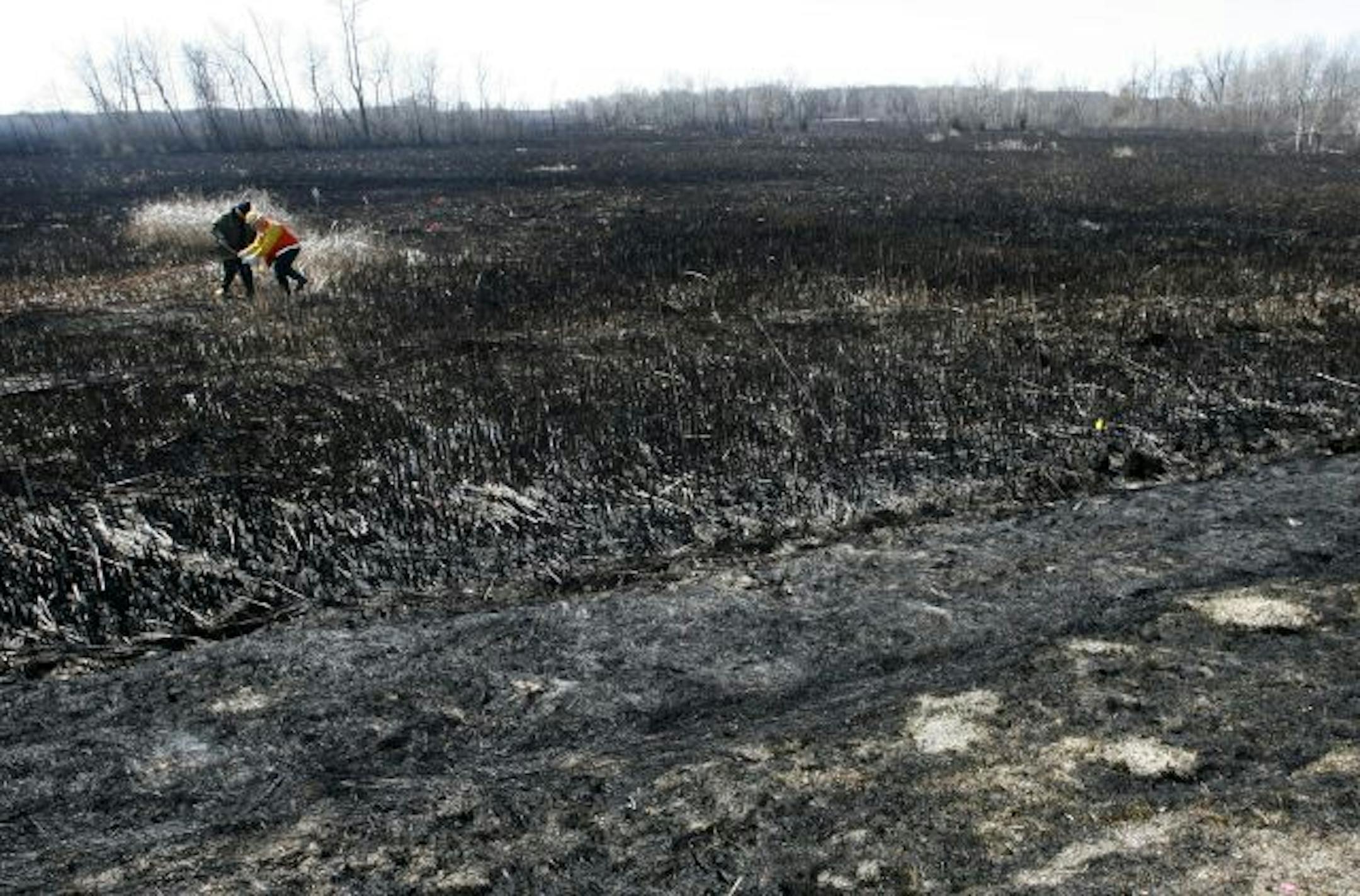 Department of Natural Resources investigators on Tuesday checked out the area where a fire in the Carlos Avery Wildlife Management Area is believed to have started. A volunteer Forest Lake firefighter has been arrested on suspicion of setting the blaze Monday.