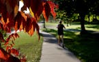 Sumac leaves are at their most brilliant before they are soon shed as fall colors along W. River Parkway are near peak and a jogger takes in the scene