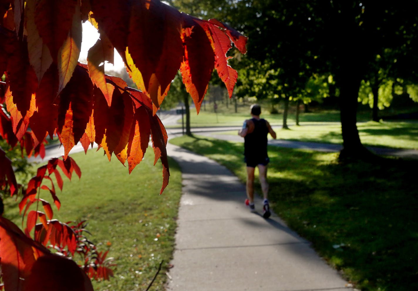 Sumac leaves are at their most brilliant before they are soon shed as fall colors along W. River Parkway are near peak and a jogger takes in the scene Tuesday, Oct. 17, 2017, Minneapolis, MN.] DAVID JOLES • david.joles@startribune.com Warm October weather and peak fall colors.