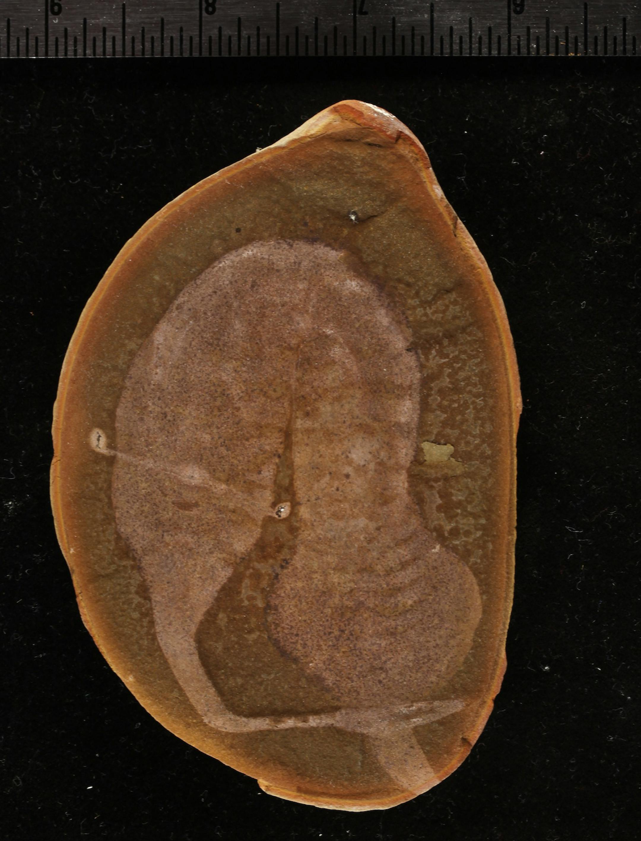 This undated photo provided by The Field Museum in Chicago shows a fossil of a Tully monster. The Tully monster, an oddly configured sea creature with teeth at the end of a narrow, trunk-like extension of its head and eyes that perch on either side of a long, rigid bar, has finally been identified. Fossil hunters have been finding samples of Illinois' state fossil in the Mazon Creek area for decades but no one has ever been able to say exactly what a Tully monster is. That changes Thursday, Marc