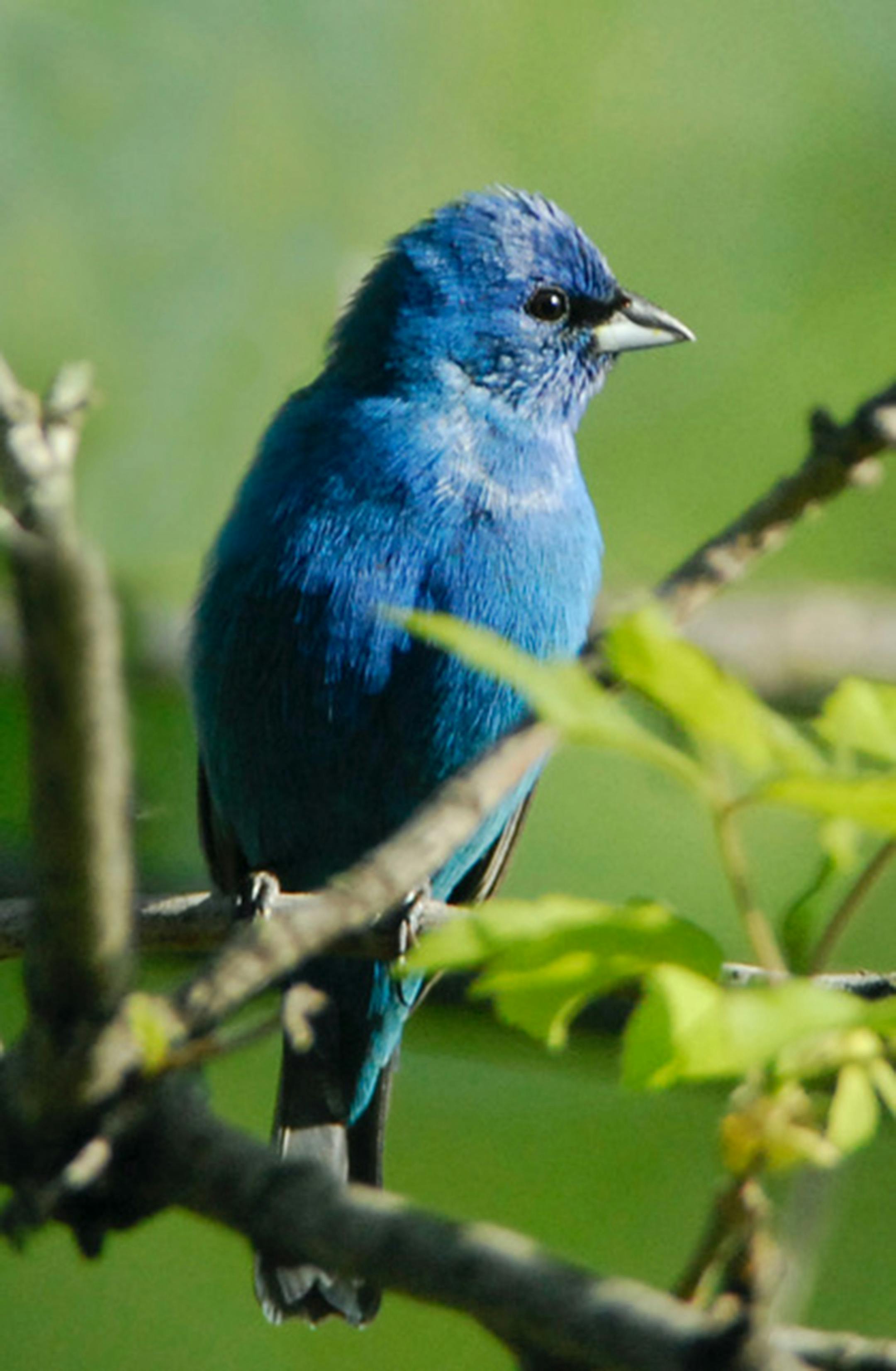 A male indigo bunting settles in.Jim Williams photo
