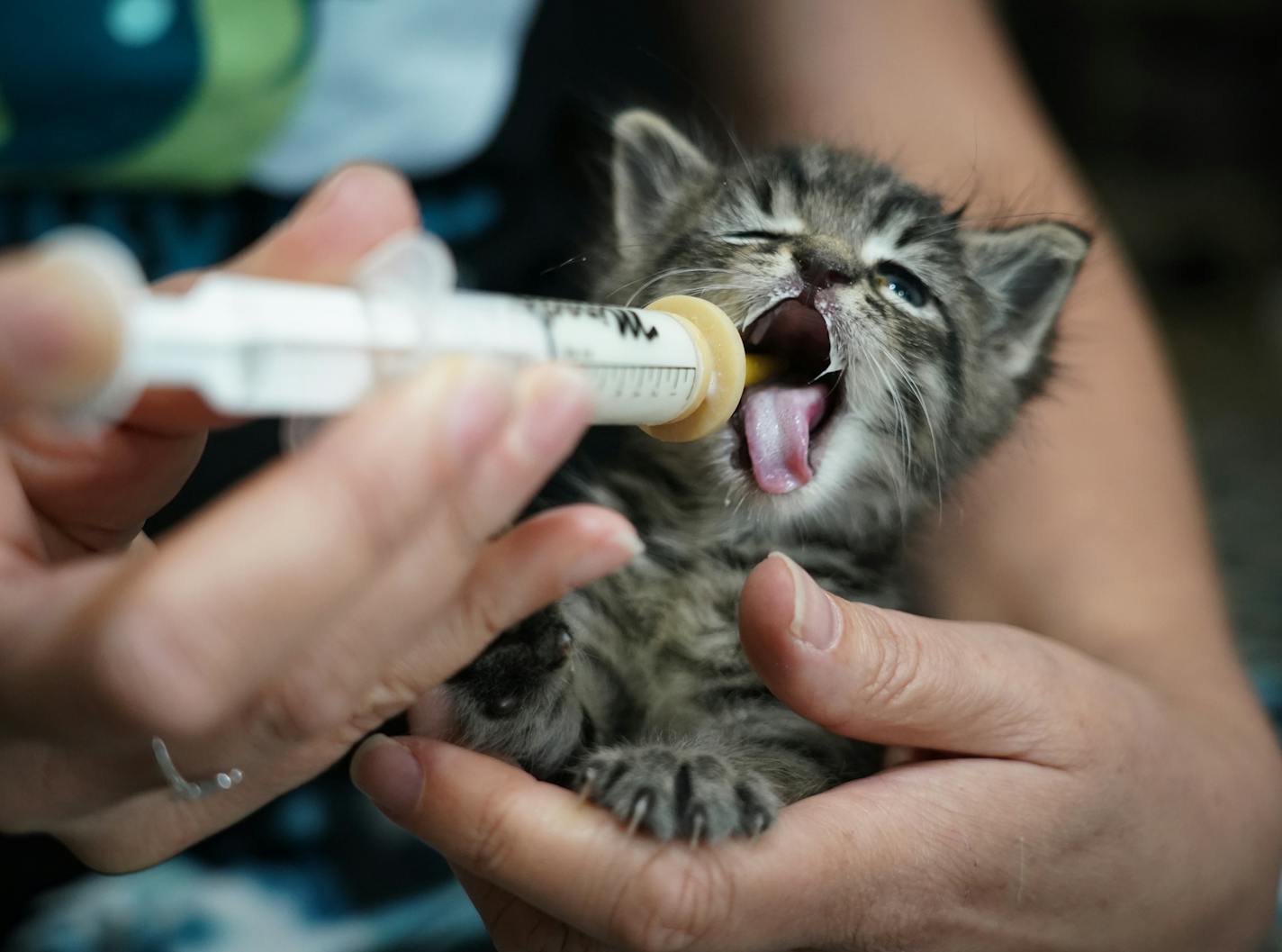 A kitten took a break while being fed formula with a syringe and rubber nipple by a Bitty Kitty Brigade volunteer.