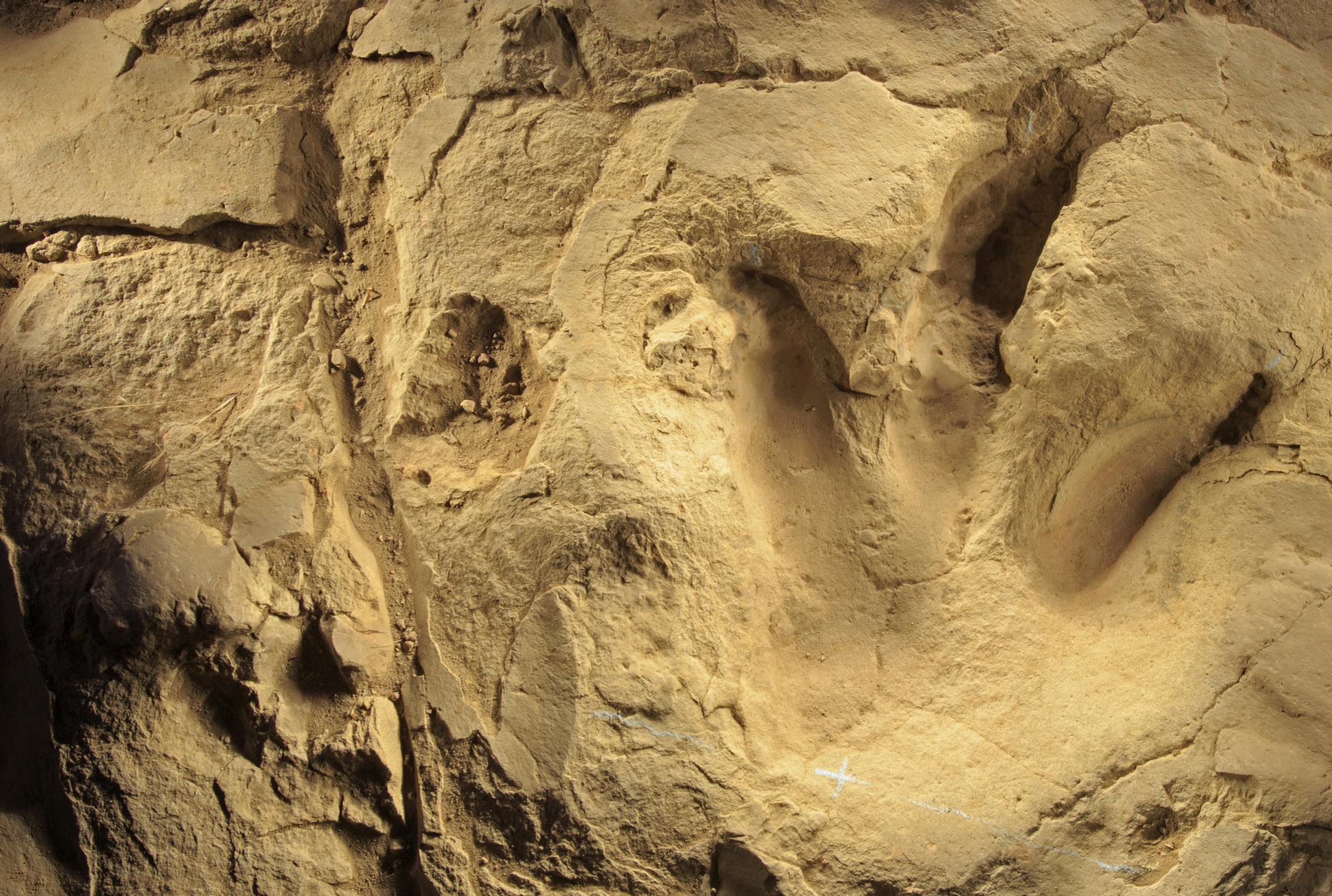 A three-taloned print of a theropod, a carnivore, stands out in the terrain at a tracks site in the Picketwire Canyon in southeast Colorado, Oct. 14, 2015. The canyon has too many dinosaur bones and too few people to excavate them, so the Forest Service has benefited from the help of a small group of amateur volunteer sleuths, many in their 70s and 80s. (Matthew Staver/The New York Times)
