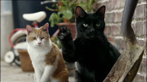 "Cravendale Cats with Thumbs"