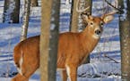 Whitetail bucks are highly prized in southeast Minnesota, and there&#x2019;s concern some would be taken by mistake during a January antlerless deer h
