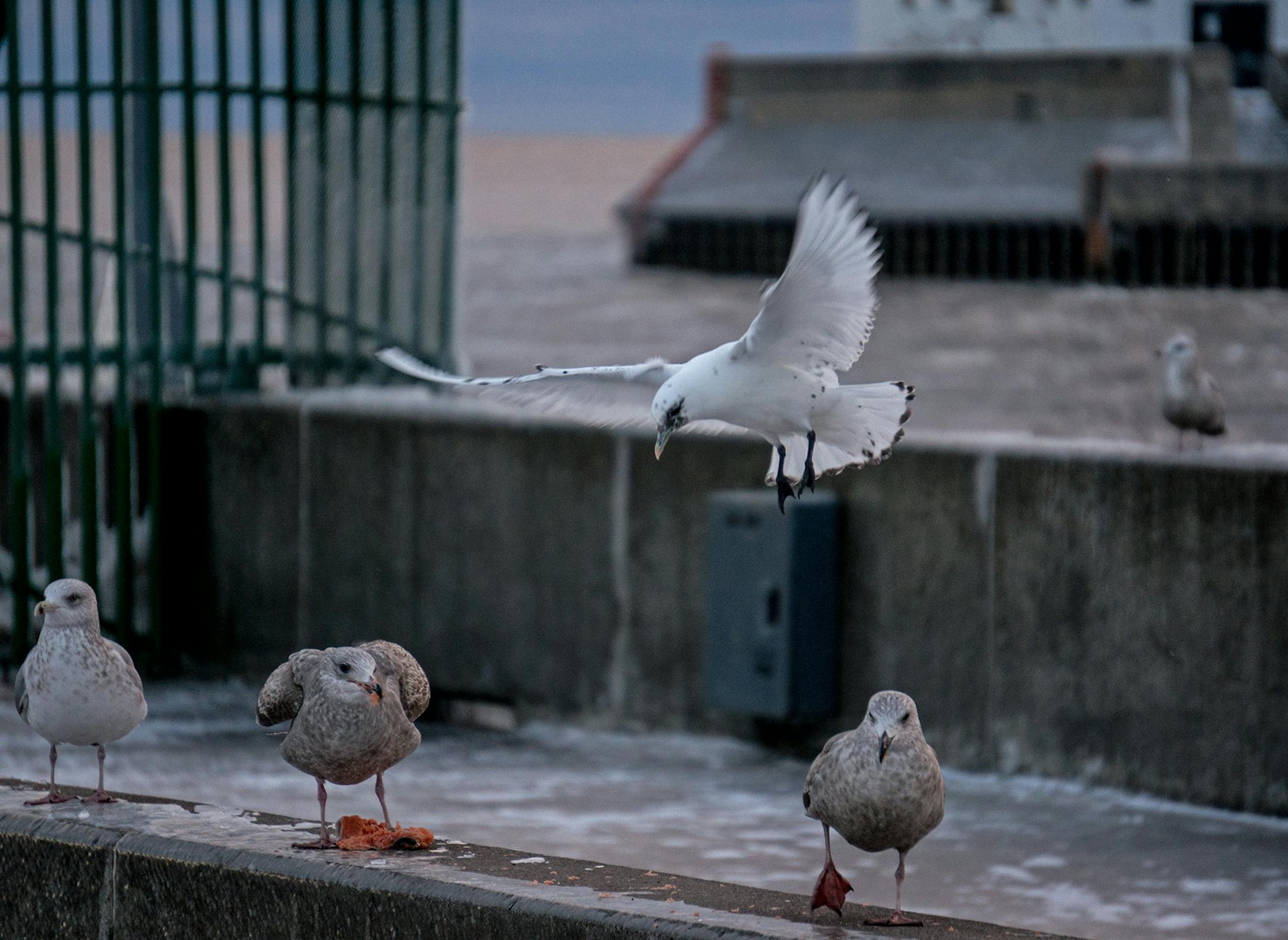 Ivory gull shown Jan. 3 at Canal Park.