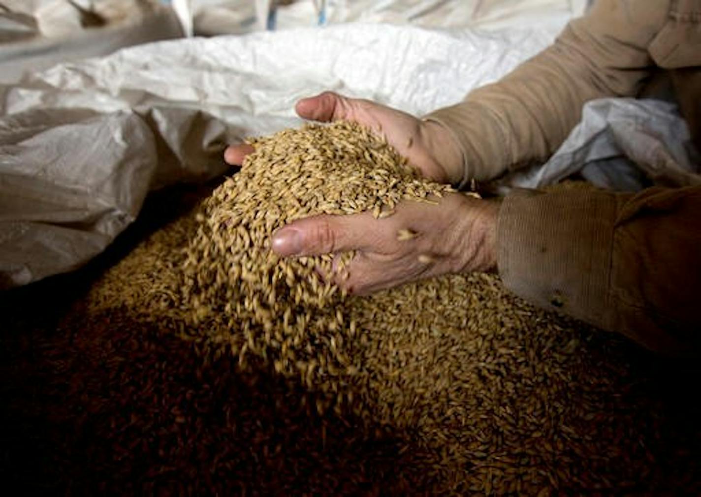 Cargill is closing a malting plant in North Dakota because of declining demand for the type of barley grown in Minnesota and North Dakota. This 2016 file photo shows dried barley at a farm in Red Hook, N.Y.