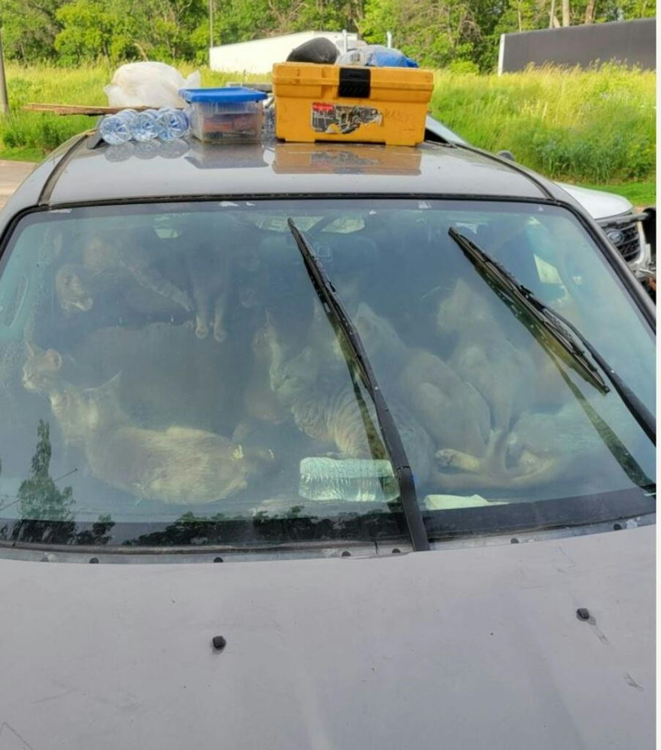 Authorities and officials from the Animal Humane Society removed 47 cats from a vehicle at a rest area near Harris, Minn. on Tuesday.