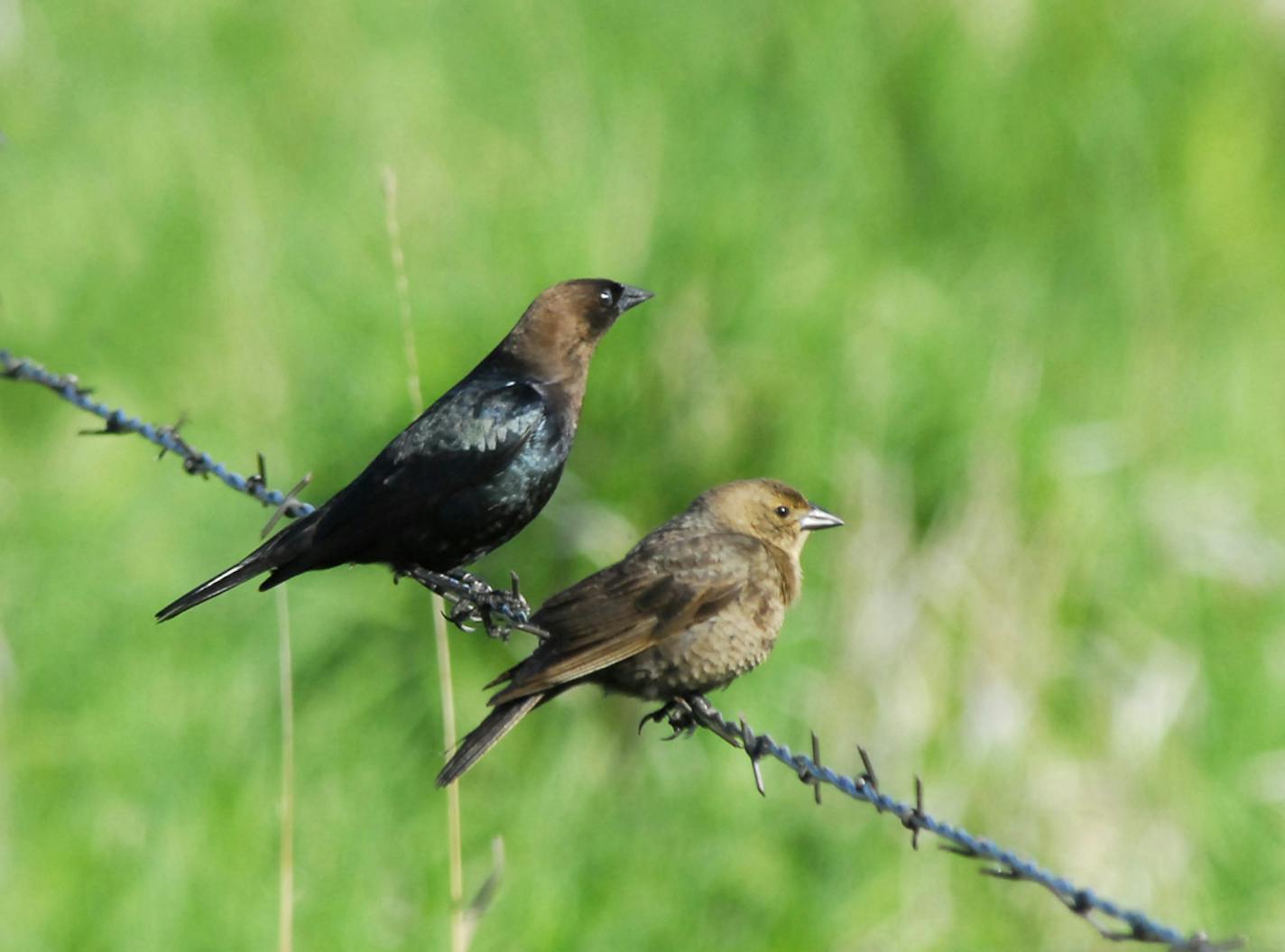 Pair of brown-headed cowbirds credit: Jim Williams