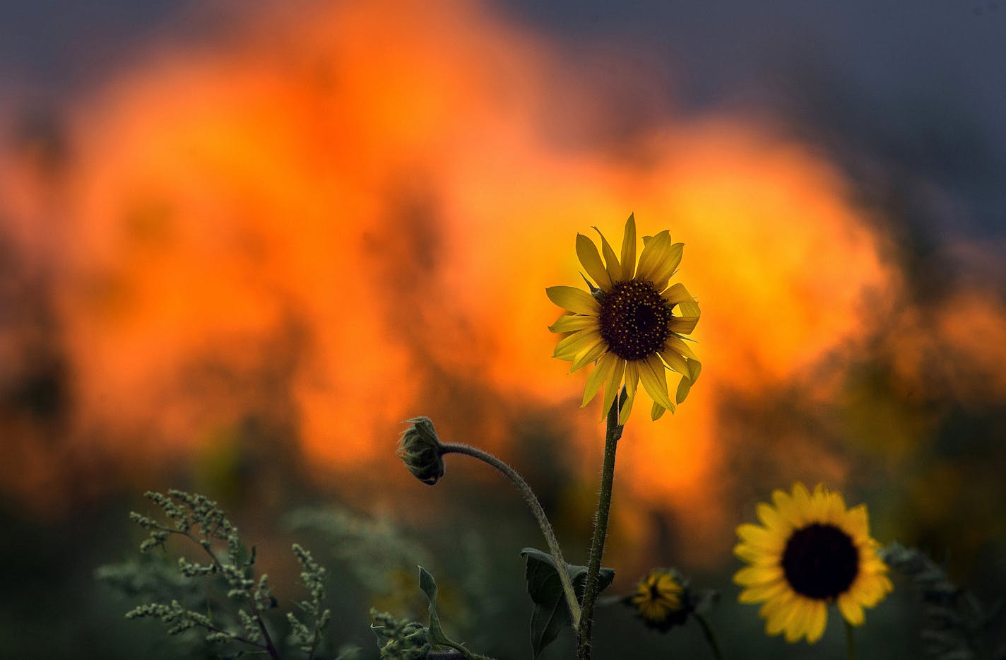 Flames from the flaring of natural gas loomed behind daisies growing near an oil pumping pad near Watford City. ] (JIM GEHRZ/STAR TRIBUNE) / November 19, 2013, Mandaree/Fort Berthold Indian Reservation, ND &#x201a;&#xc4;&#xec; BACKGROUND INFORMATION- PHOTOS FOR USE IN FOURTH PART OF NORTH DAKOTA OIL BOOM PROJECT: While the oil industry has been mostly welcomed in North Dakota during the state&#x201a;&#xc4;&#xf4;s latest oil boom, and has been allowed to operate with little regulation, a handful