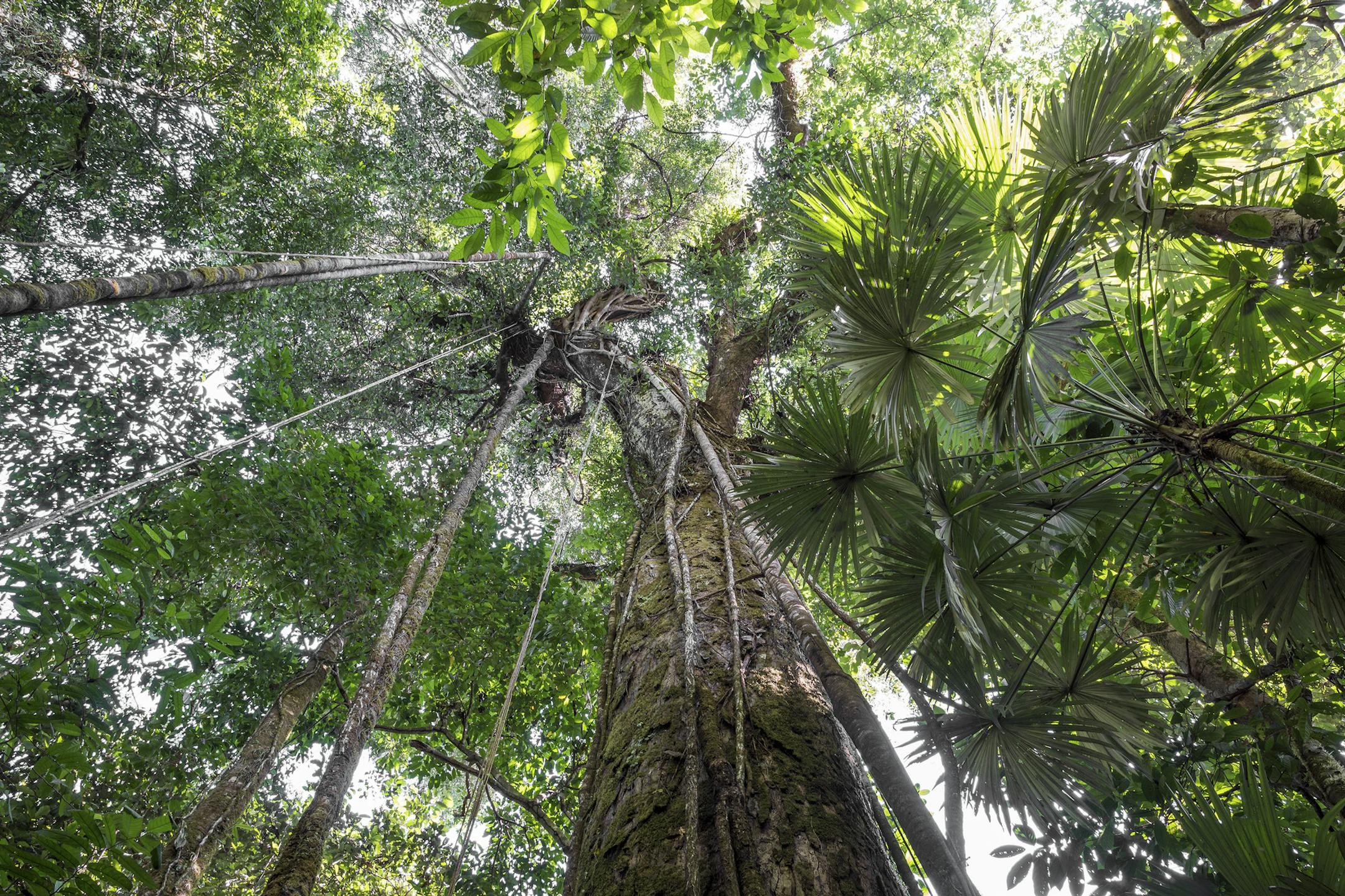 An ancient vine-covered espavel tree in Corcovado National Park in Puntarenas, Costa Rica, Feb. 19, 2014. Costa Rica, home to large tracts of untouched yet accessible rain forest, is a destination for tourists looking immerse themselves in nature. (Scott Matthews/The New York Times) -- PHOTO MOVED IN ADVANCE AND NOT FOR USE - ONLINE OR IN PRINT - BEFORE APRIL 13, 2014. ORG XMIT: XNYT109