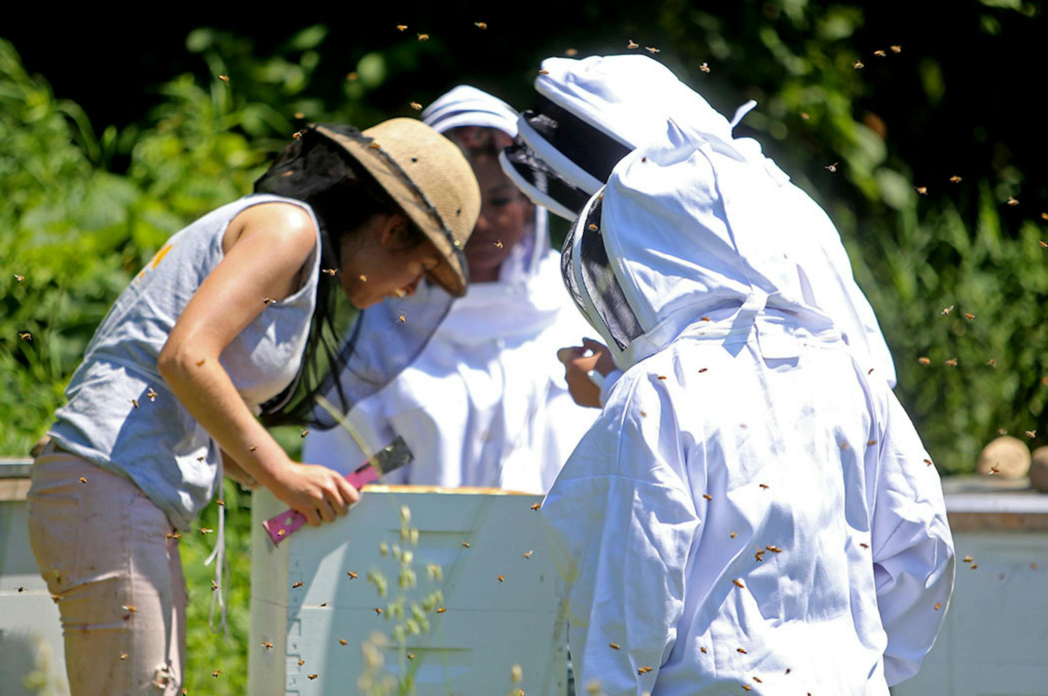 Reinas de Miel consists of five women and one youth who work at the hives every Thursday, including Thursday, July 23, 2015, at a farm in Lakeville, MN. Here, women in the group inspect the hives before checking honeycombs for honey and bees.Urban Ventures has partnered with the University of Minnesota to train low-income women to become beekeepers.