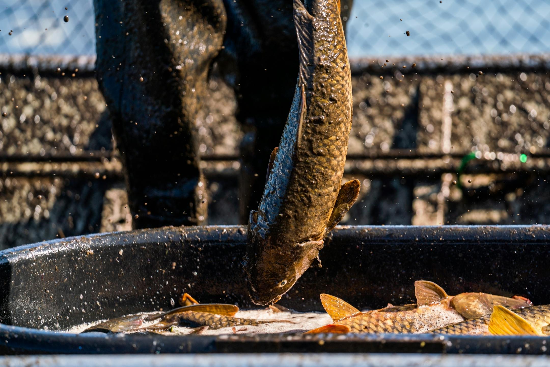 Carp are euthanized after being collected.