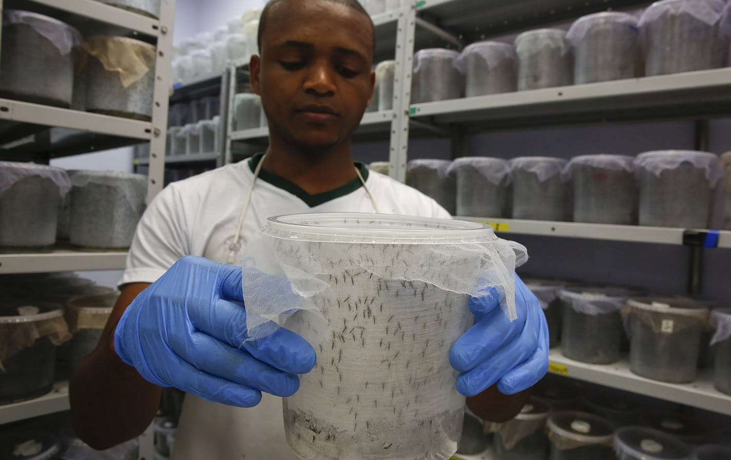 In this Feb. 1, 2016 photo, a technician from the British biotec company Oxitec holds a container of Aedes aegypti mosquitoes that were genetically modified to produce offspring that don't live, in Campinas, Brazil, before releasing them into the wild as part of an effort to kill the local Aedes population, a vector for the Zika virus. The concern is not the disease itself, Zika&#x2019;s immediate effects are mild, consisting mostly of a moderate fever and a rash, and only a fifth of those affli