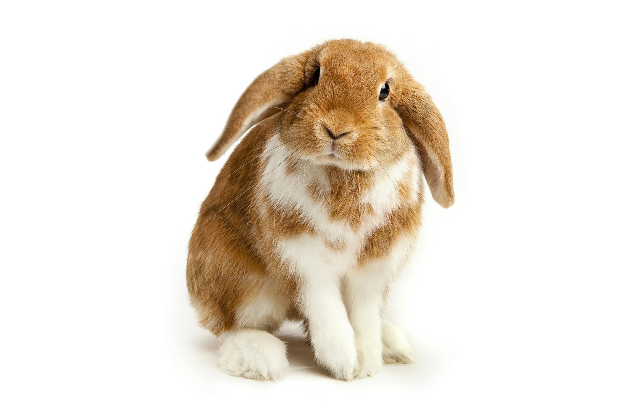 iStock Make sure to choose a roomy "condo" for your pet rabbit.