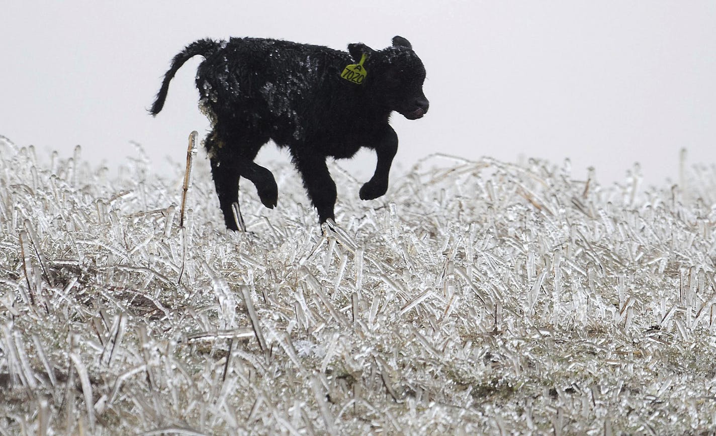 A calf runs through an icy field outside of Kilgore, Neb., Wednesday. Even before a storm swept through the Midwest, farmers in Minnesota and throughout the region worried about that spring planting would be delayed because of the heavy precipitation in February and March.