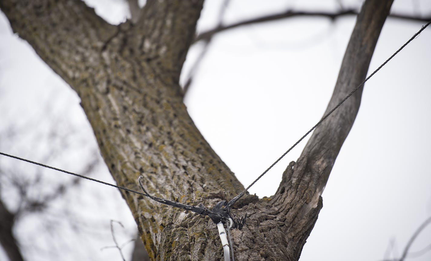 Polyurethane wire, which makes up the 1-mile-square eruv in St. Louis Park, is visibly attached to a tree in Twin Lake Park.