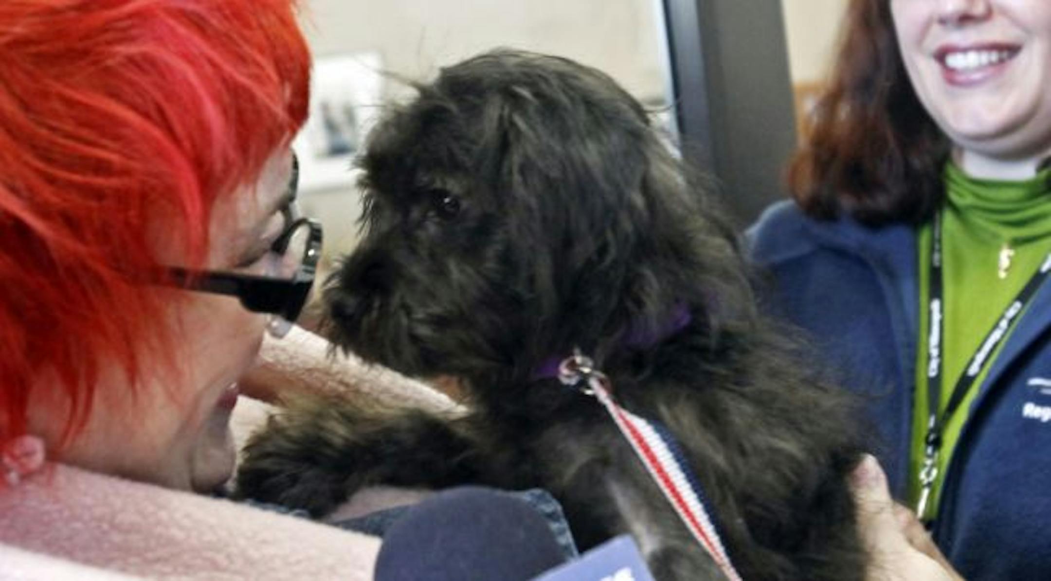 Terri Ford of Minneapolis, Minnesota, won a drawing for Guess at the Minneapolis Animal Care and Control on Friday, February 18, 2011. The 5-month-old Schnauzer-poodle mix dog was discovered about three weeks ago by Postal workers.