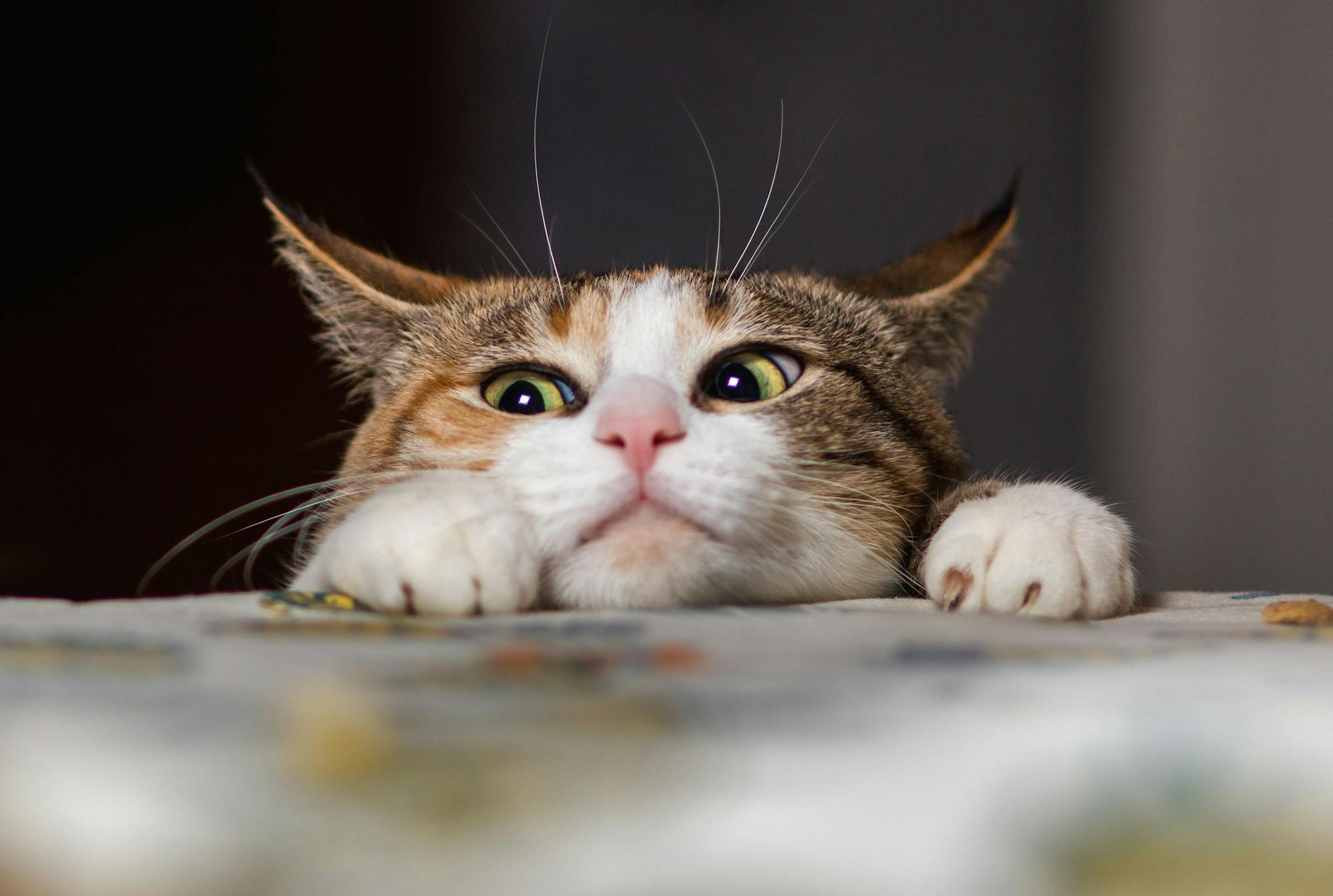 Cats often eat better if they have to work for their food.