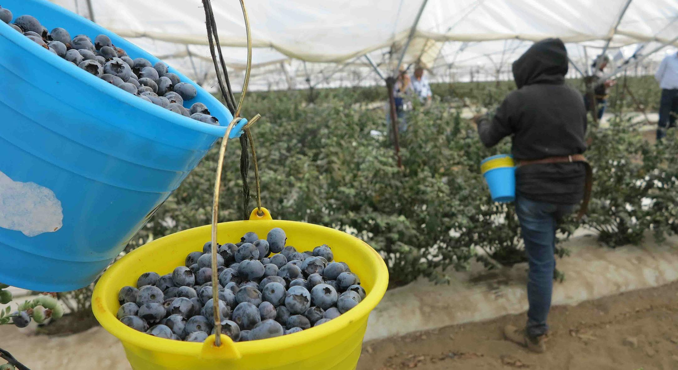 Buckets of freshly picked blueberries await transport to a processing center in Ciudad Guzman in Mexico's Jalisco state on Feb. 17, 2015. Mexico is becoming a global powerhouse in blueberries, raspberries, blackberries and strawberries, with exports totaling about $1 billion a year. (Tim Johnson/McClatchy DC/TNS)