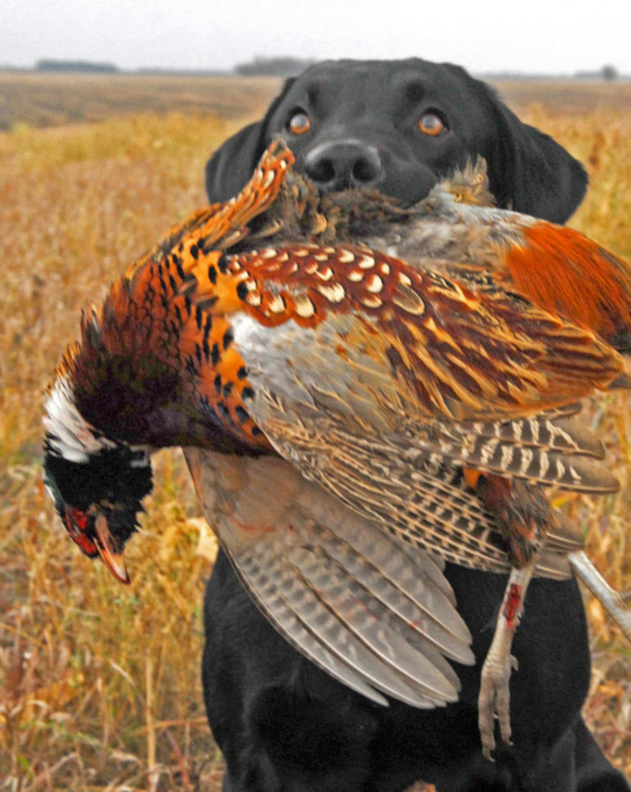 Pheasants and pheasant habitat will be the topic at the first-ever Minnesota Pheasant Summit, to be held Saturday in Marshall, Minn. ORG XMIT: MIN1406050736571045