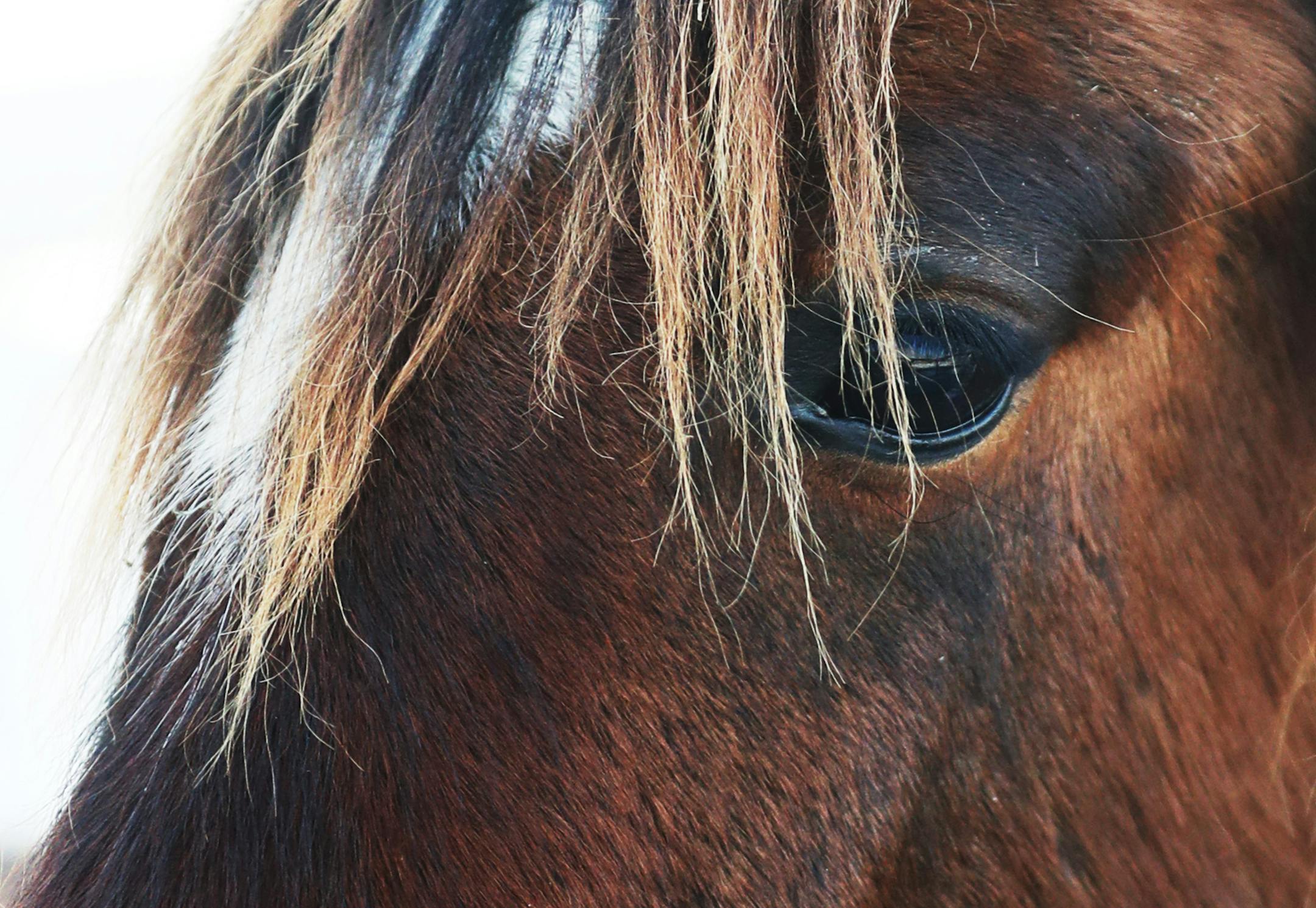 Volunteer Lacrisha Elliot, 30, of Eagan, who manages the AMC Theatre in Roseville, has dreamed of having horses since she was a little girl. Only in the last almost two years has she had contact with horses as a volunteer at This Old Horse in Hastings and, she said, it has ìallowed me to live my dream.î Here, Owen, a yearling colt, born of a wild horse herd on a South Dakota sanctuary and rescued by This Old Horse was seen Thursday, March 16, 2017, in Hastings, MN. ] DAVID JOLES ï