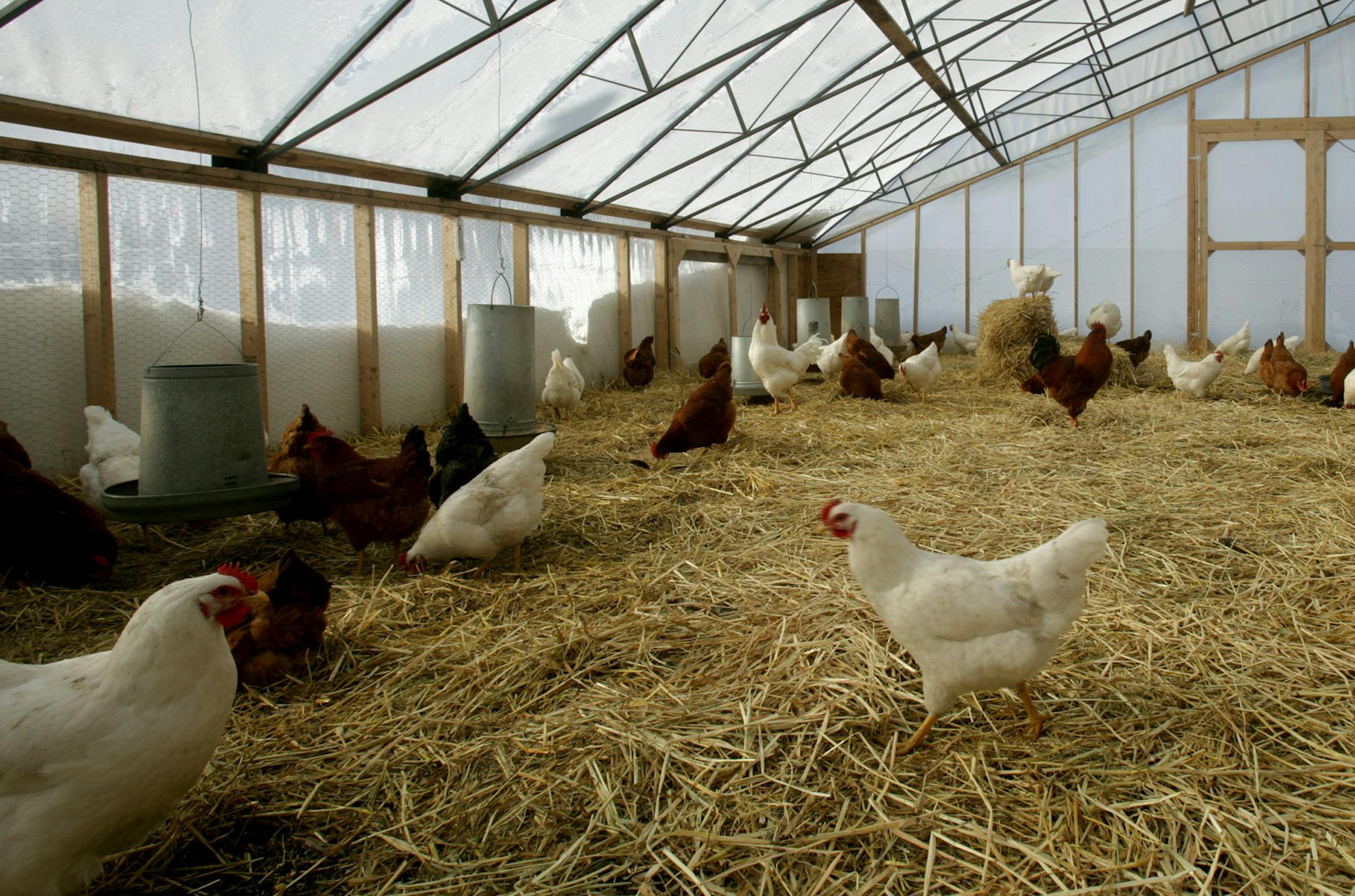 joel koyama•jkoyama@startribune.com chicken0123 20010876a]   Although it was about 10 degrees outside, inside it was around 50 degrees which keeps the chickens warm during the day and night. How cold does it have to get before cage-free chickens freeze to death? In Northfield, Reginaldo Haslett-Marroquin’s 103 Heritage hens and four roosters are doing just fine in subzero temps, thanks to a solar-heated greenhouse prototype he’s testing as a both green and affordable wa
