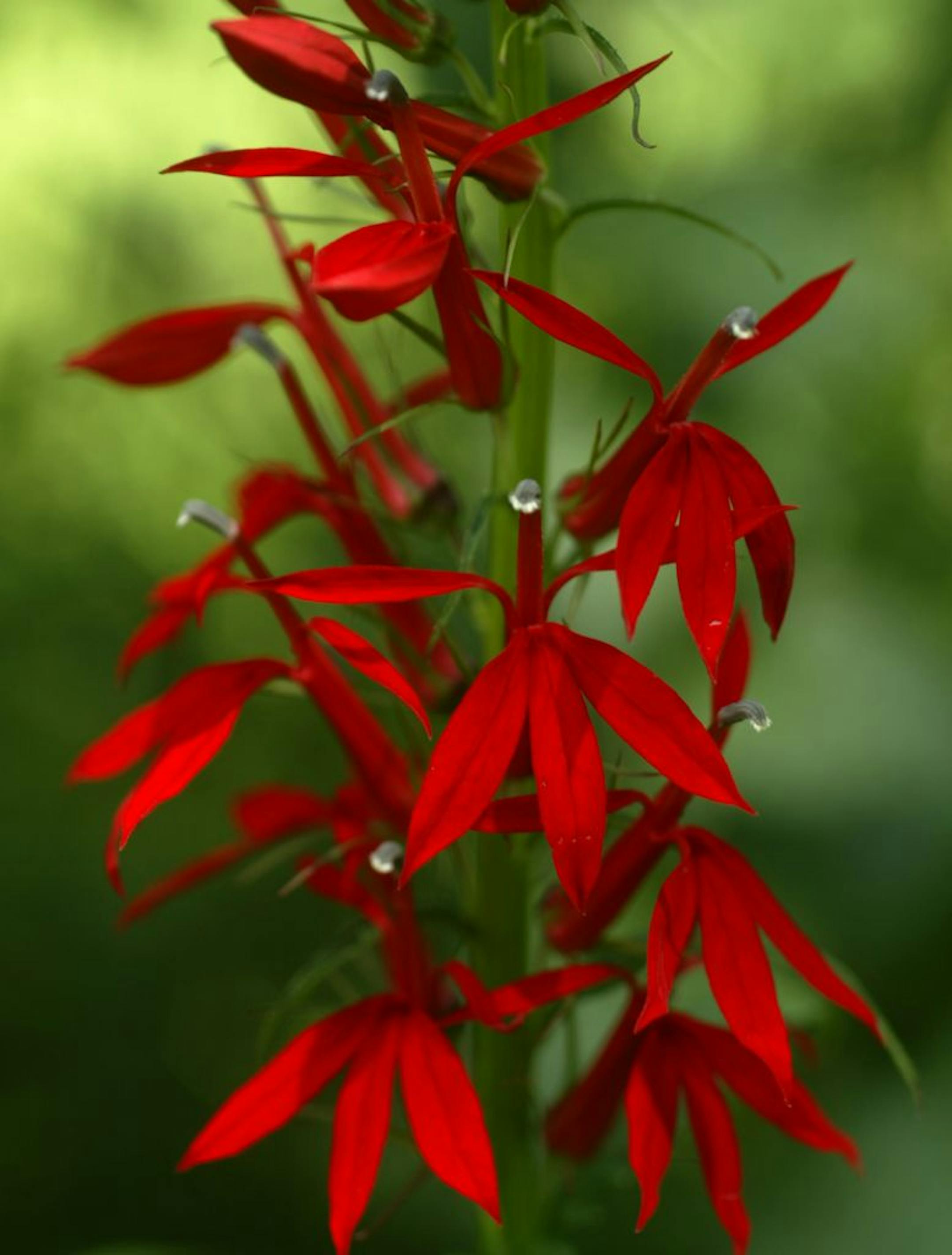 Joel Koyama/Star Tribune Carolyn Halbur of Maple Grove, MN lakeshore landscape is an example of good lakeshore landscape. She has worked with the DNR to rely on less grass and more on native plants. Cardinal flower is one of the plants in her new landscape.