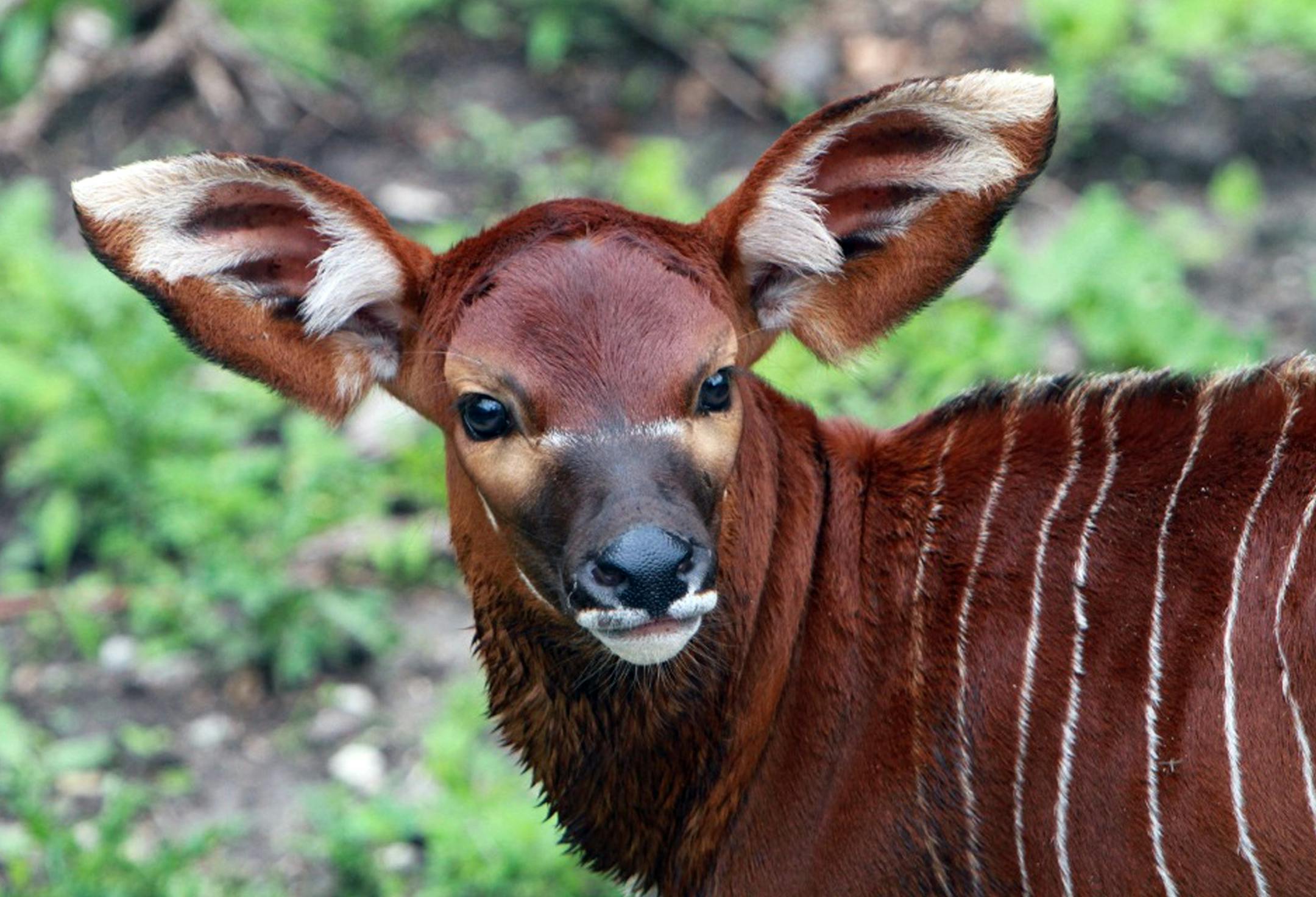 Caption: Newborn bongo antelopes at the Minnesota Zoo Credit: Minnesota Zoo