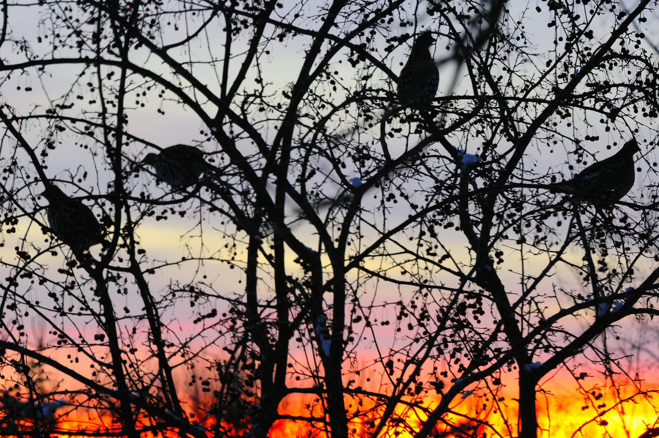 one-time use ... Silhouetted against a colorful sunset, four ruffed grouse fed on crabapples. Careful observation in the days prior led Marchel to capture this image.