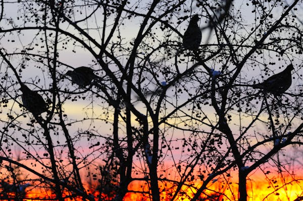 one-time use ... Silhouetted against a colorful sunset, four ruffed grouse fed on crabapples. Careful observation in the days prior led Marchel to cap