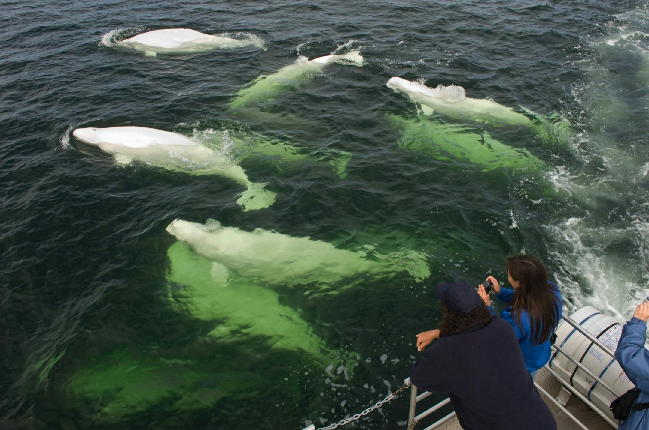 Beautiful belugas glide through the waters in Manitoba, undisturbed by their visitors nearby. The summer spectacle draws tourists ti the rugged town of Churchill.