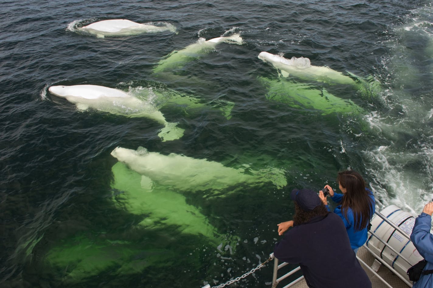 Beautiful belugas glide through the waters in Manitoba, undisturbed by their visitors nearby. The summer spectacle draws tourists ti the rugged town of Churchill.