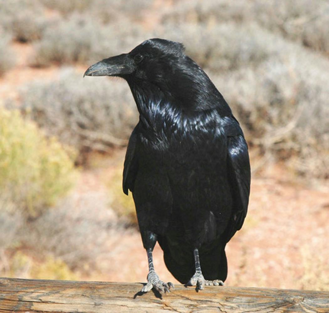 Common ravens often feed on roadsides.