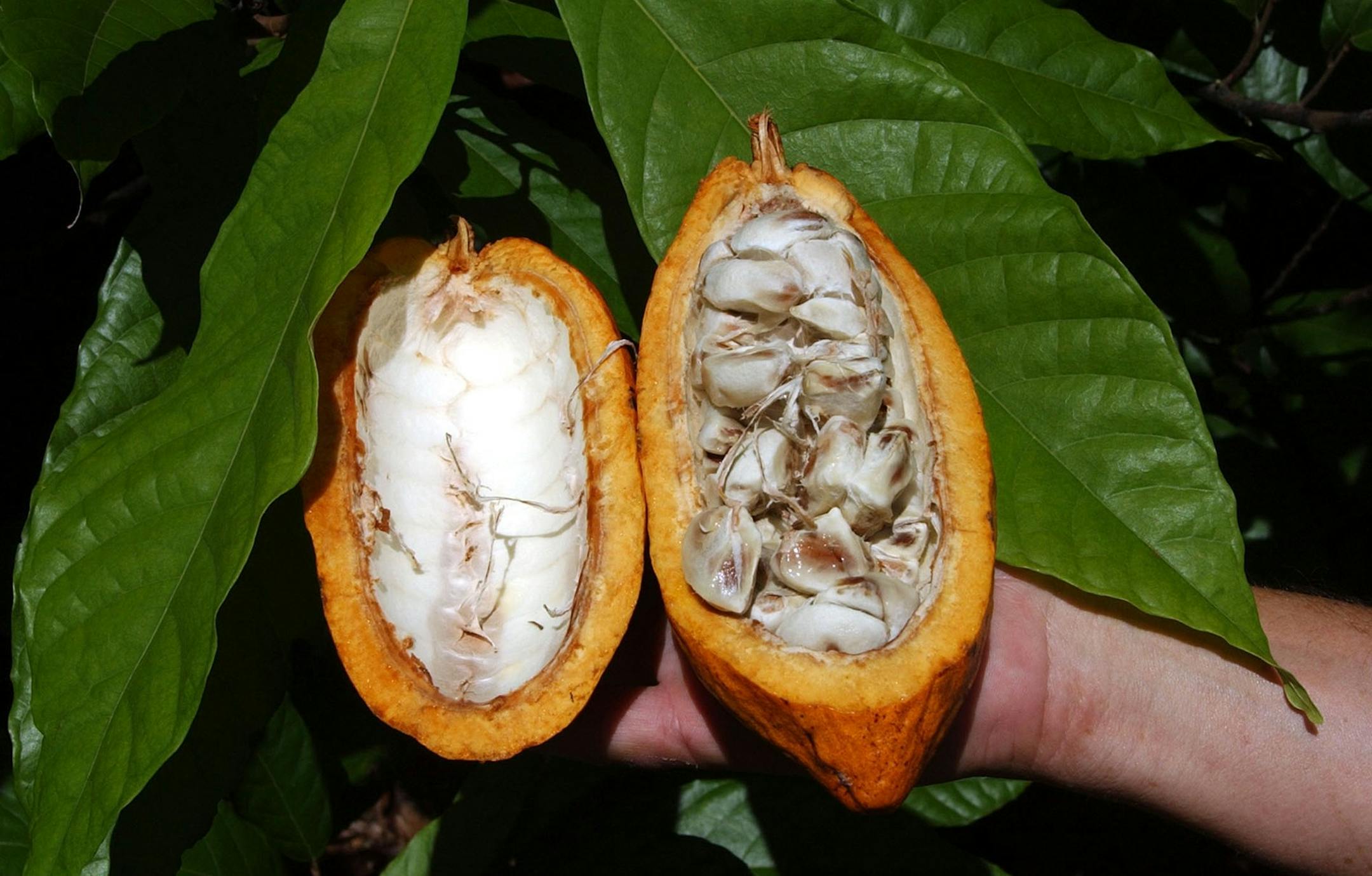 Mars has hired Benson Hill Biosystems, a Creve Coeur-based biotech firm, to outfit it with computing tools to help develop more resilient cacao trees, which produce beans used to make chocolate. (Tim Chapman/Miami Herald/TNS) ORG XMIT: 1243955
