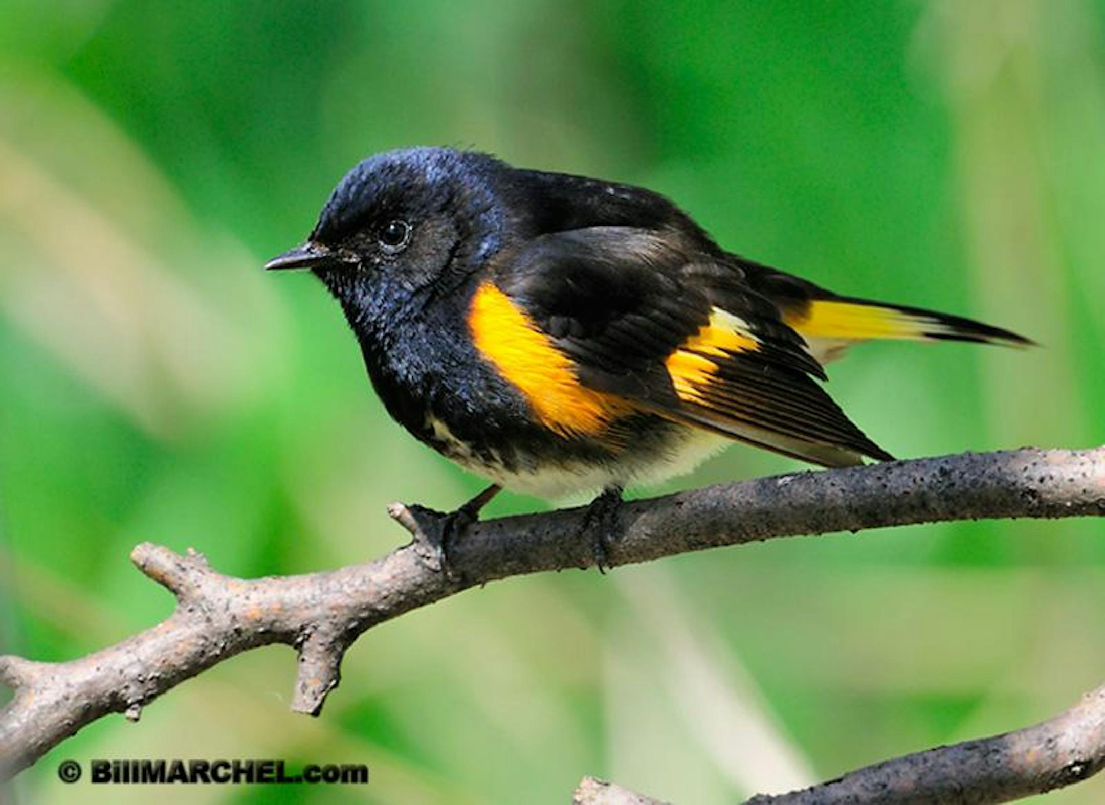 This colorful little redstart was photographed near Brainerd on a recent cool morning.