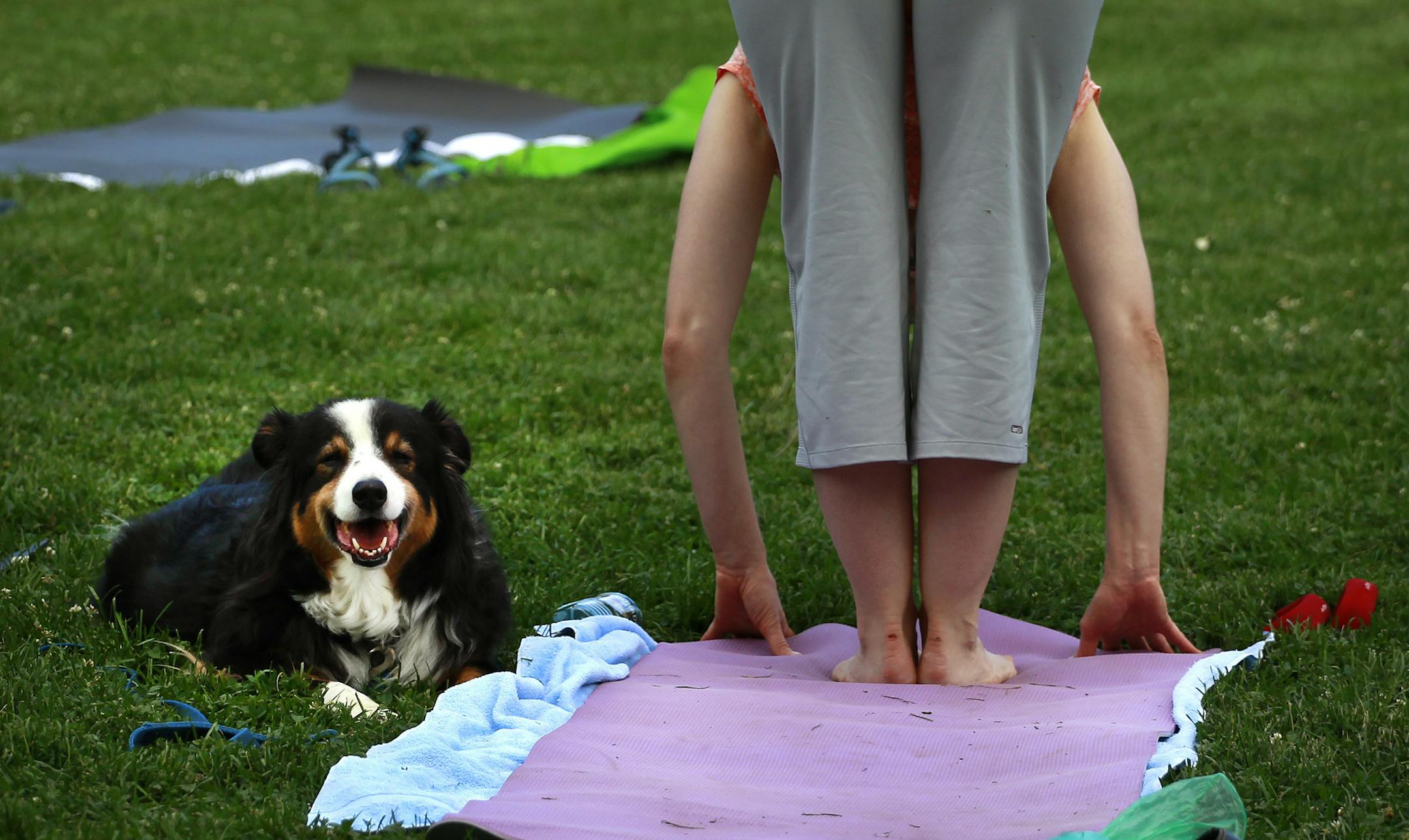 A woman, flanked by her dog, participates in an outdoor yoga class in Boulder, Colo. early Tuesday July 9, 2013. Colorado is ranked as one of the healthiest states in America, yet more than half the stateís residents are overweight or obese. On Thursday, Gov. John Hickenlooper plans to announce a statewide challenge using free online tools, giveaways and community support to encourage Coloradans to be more active, whether they walk, dance, garden, do yoga or something else. (AP Photo/Brenna