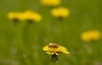 A honey bee with a dandelion flower in a research lawn on the U of M's St. Paul campus. ] JEFF WHEELER &#x2022; jeff.wheeler@startribune.com State law