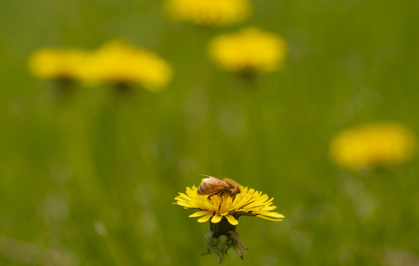 A honey bee with a dandelion flower in a research lawn on the U of M's St. Paul campus. ] JEFF WHEELER &#x2022; jeff.wheeler@startribune.com State lawmakers have set aside $900k to start a program that will pay homeowners to convert their lawns into bee friendly gardens. The state will pay 75 percent of the conversion cost in the first year of the program -- and even more for critical bumblebee areas. U of M grad student James Wolfin is researching the specific bee lawns that this new program wi