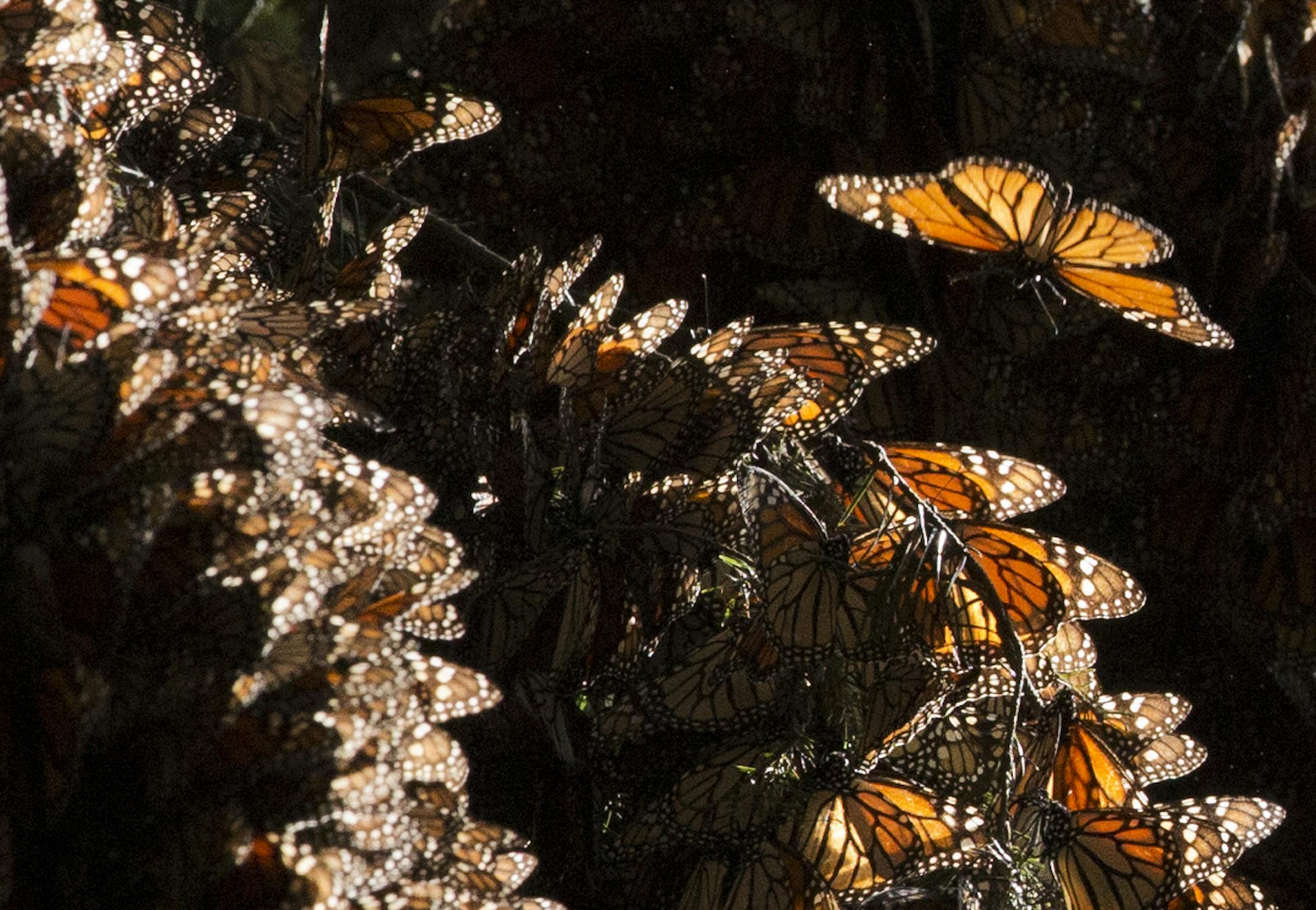 In this Jan. 4, 2015 photo, a kaleidoscope Monarch butterflies cling to tree branches, in the Piedra Herrada sanctuary, near Valle de Bravo, Mexico. More butterflies appear to have made the long flight from the U.S. and Canada to their winter nesting ground in western Mexico, raising hopes after their number dropped to a record low last year. But experts still fear that unusual cold temperatures will threaten the orange and black insects. (AP Photo/Rebecca Blackwell) ORG XMIT: NYOTK