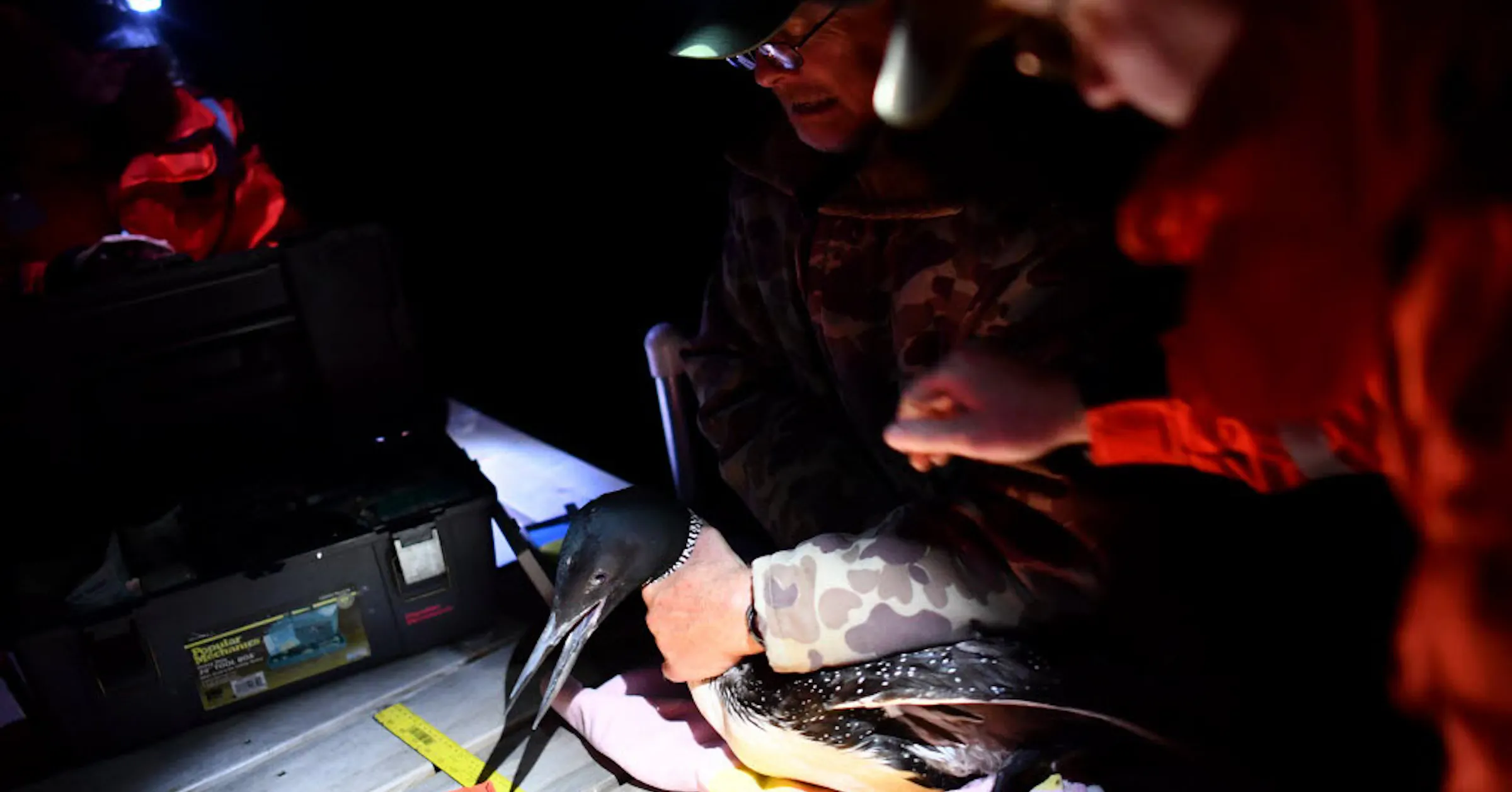 Loon Rising Mn Minnesota on the cusp of a new era of loon conservation