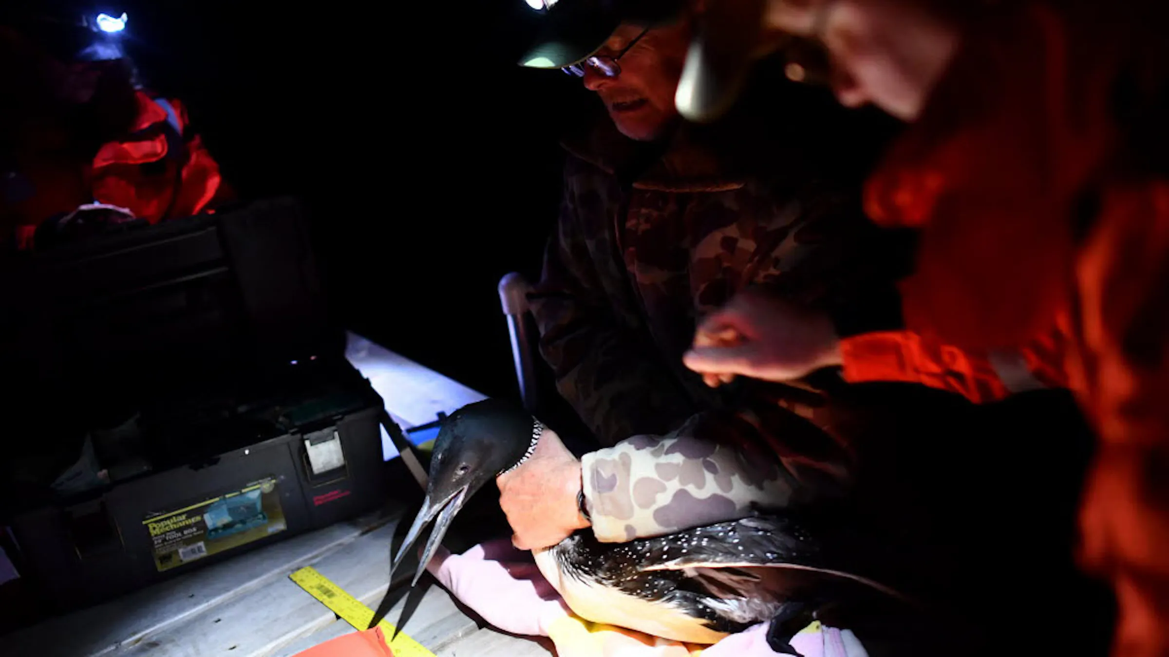 Minnesota on the cusp of a new era of loon conservation