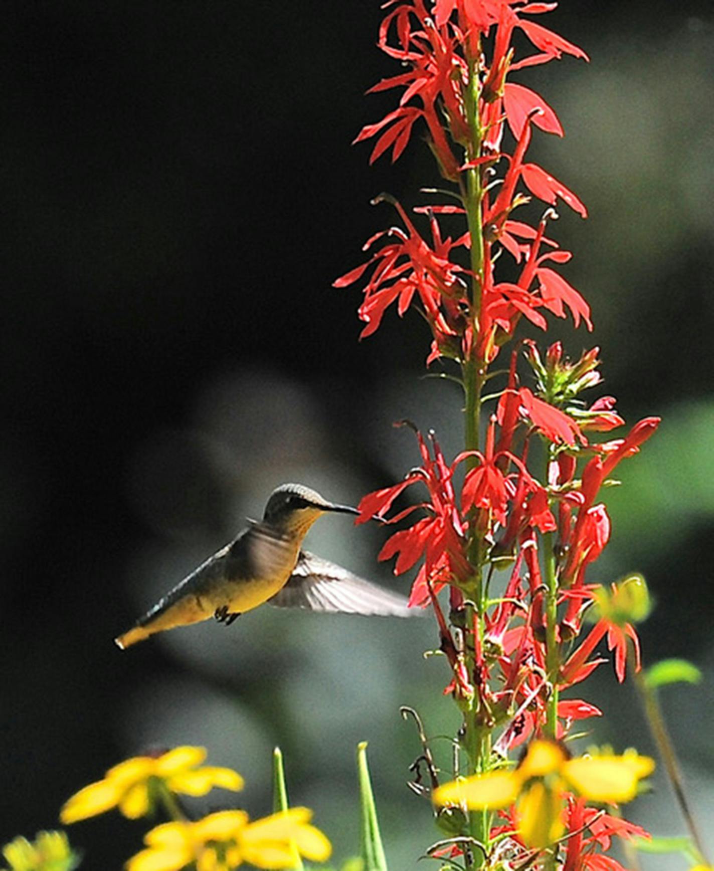A hummingbird hovers over a red cardinal flower.
