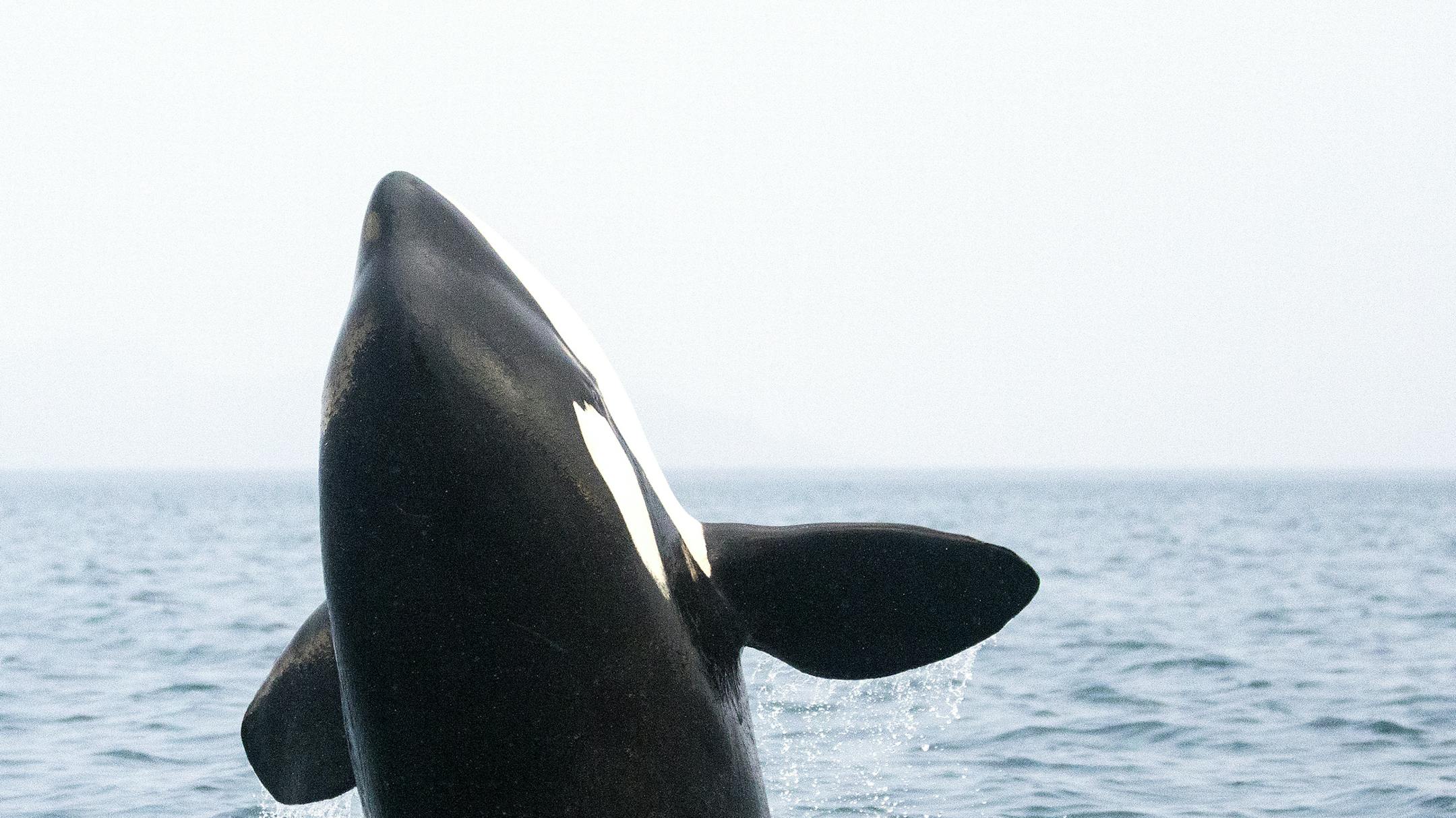 Killer whale jumping credit: Gretchen Freund