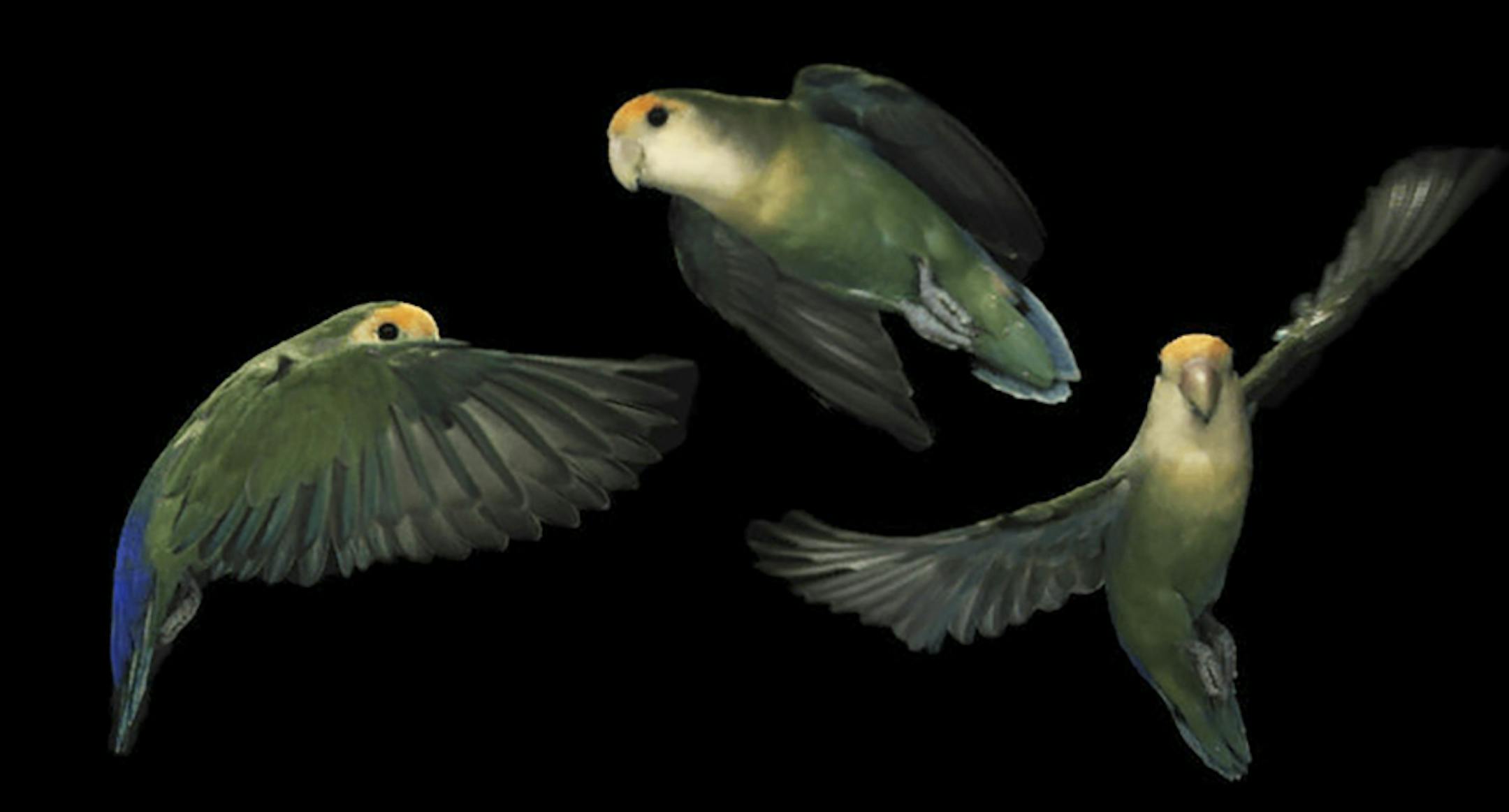 An undated handout composite photo of a lovebird turning in flight. After recording lovebirds in high-speed videos, researchers found the birds can rotate their heads up to 2,700 degrees a second, and that they turn their heads precisely at the moment their wings cover their eyes to minimize obscuring their vision. (Daniel Kress via The New York Times) -- NO SALES; FOR EDITORIAL USE ONLY WITH STORY SLUGGED SCI WATCH BY BHANOO. ALL OTHER USE PROHIBITED. ORG XMIT: XNYT44